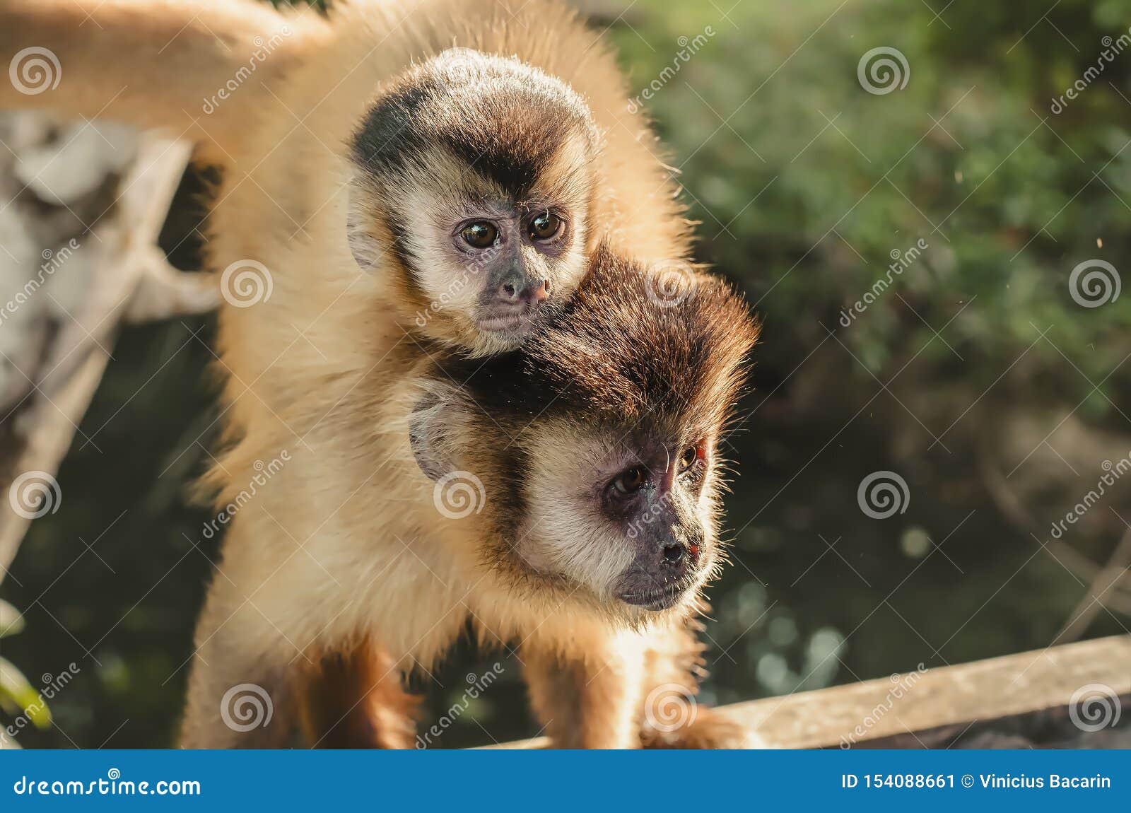 File:Macaco-prego no Parque Ecológico Itapemirim.jpg - Wikimedia