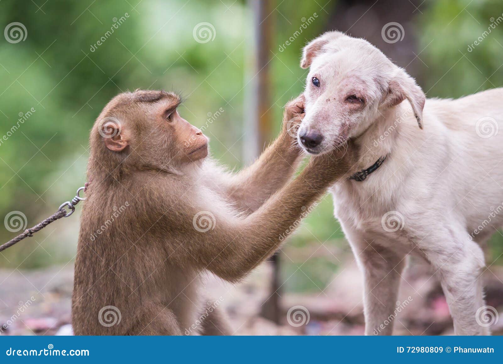 Monkey Checking for Fleas and Ticks in the Dog Stock Image - Image of  groom, green: 72980809