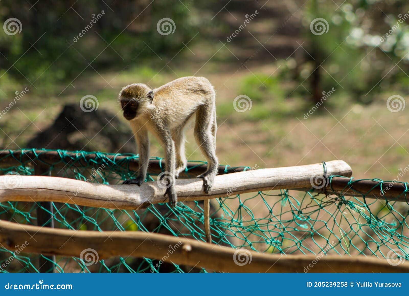 monkey in the city sitting on a wall