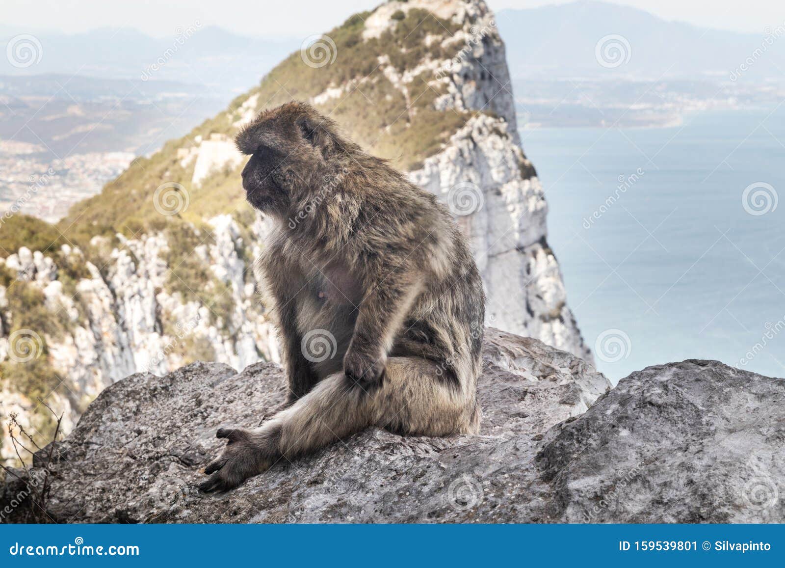 monkey climbing rock on top of a mountain