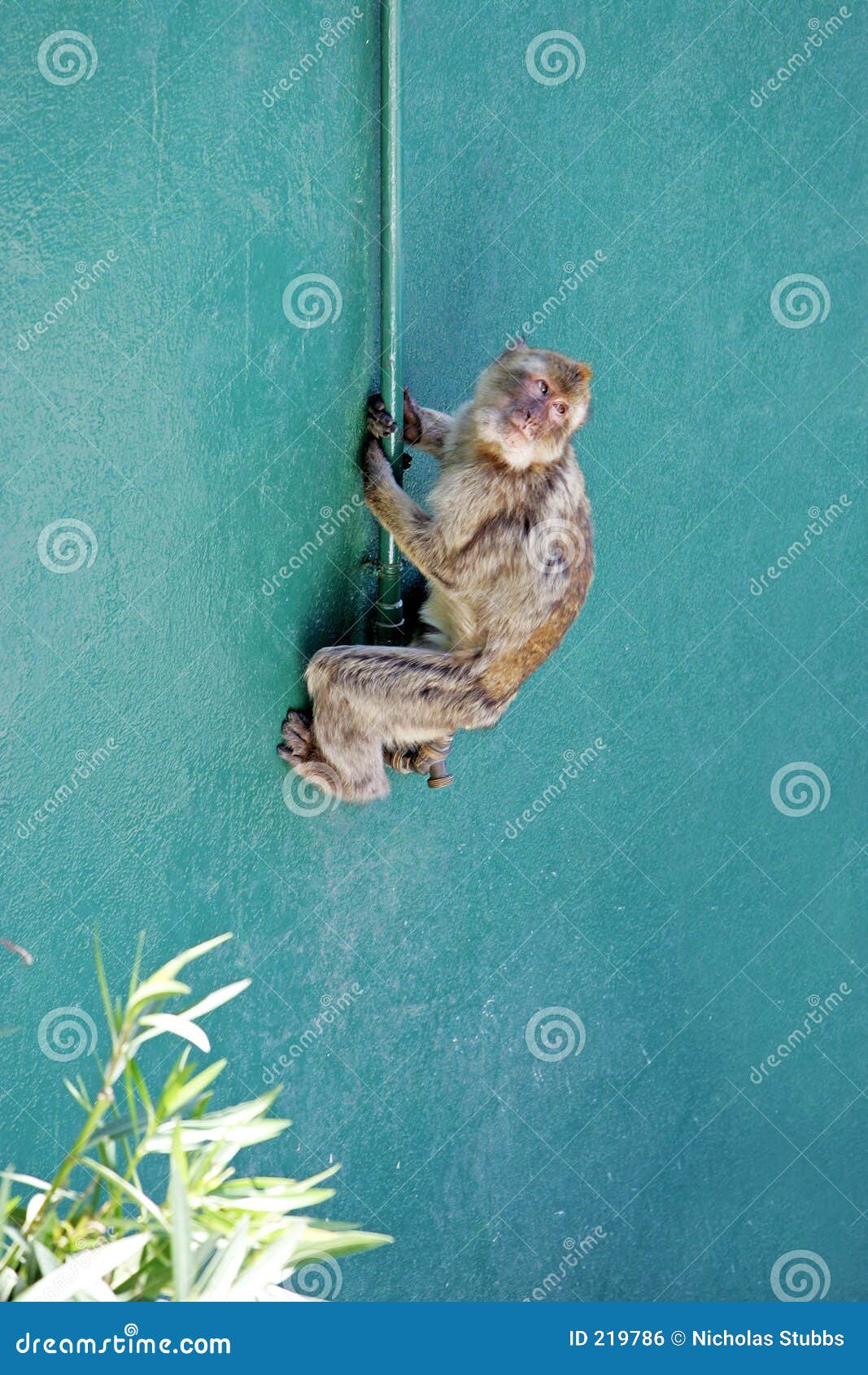Monkey Climbing Wall in Gibraltar Stock Photo Image of drain, monkey 219786