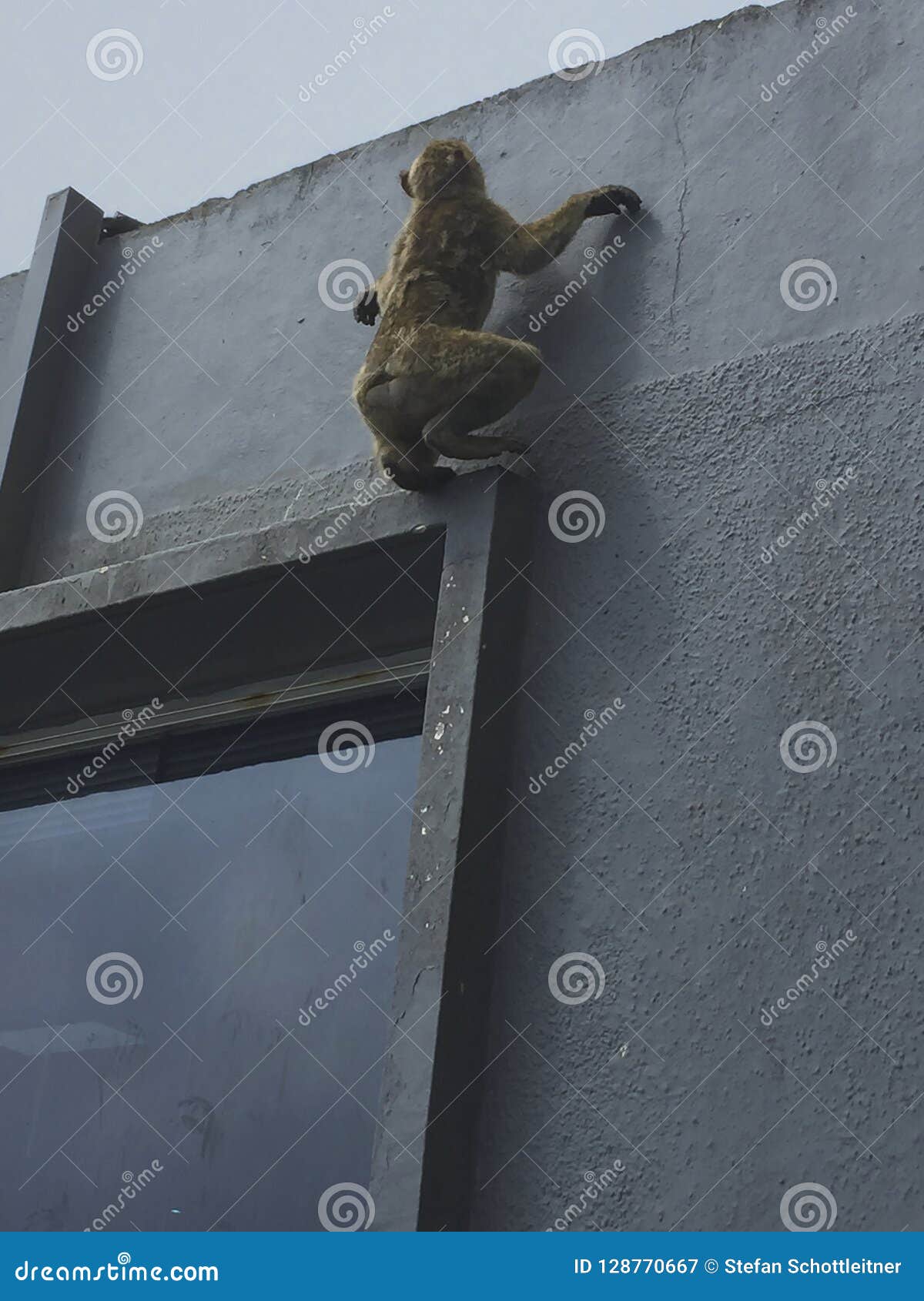 A Monkey is Climbing on a Wall at a House Stock Image Image of ancient, africa 128770667