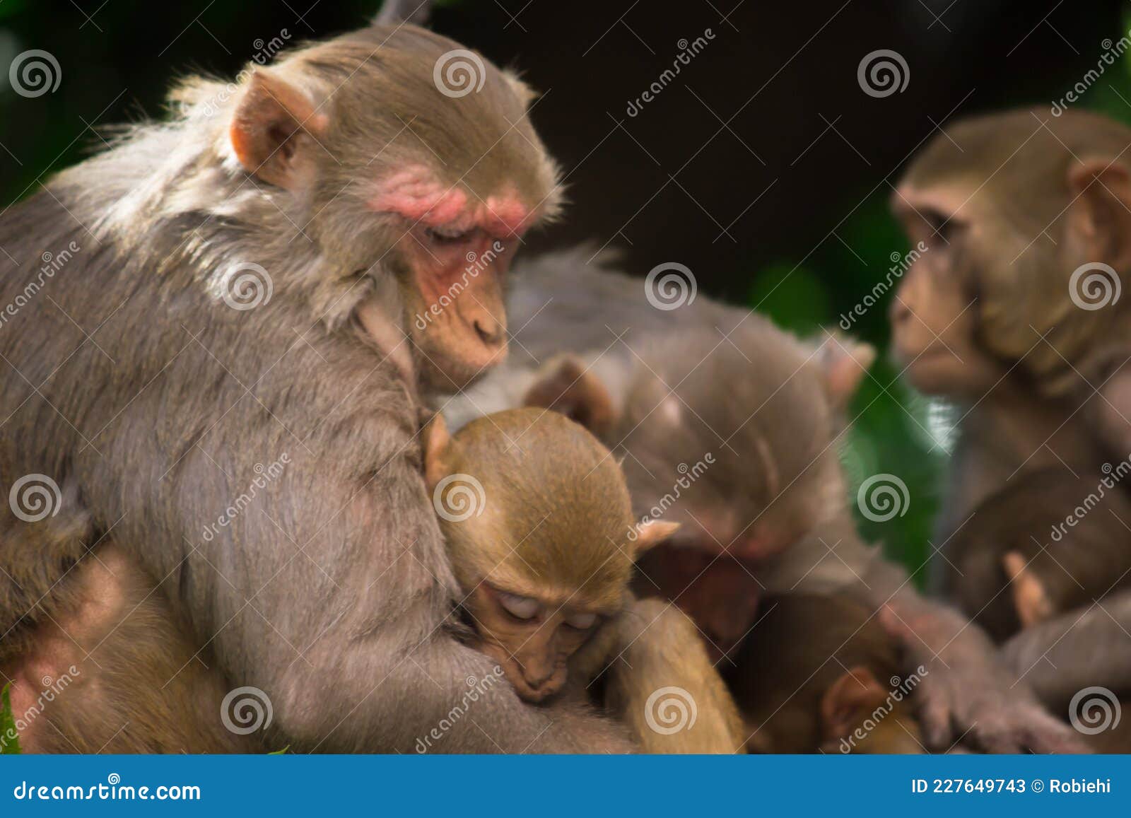 indian monkeys also known as the rhesus macaque taking a short nap under the tree in mid summer time in india