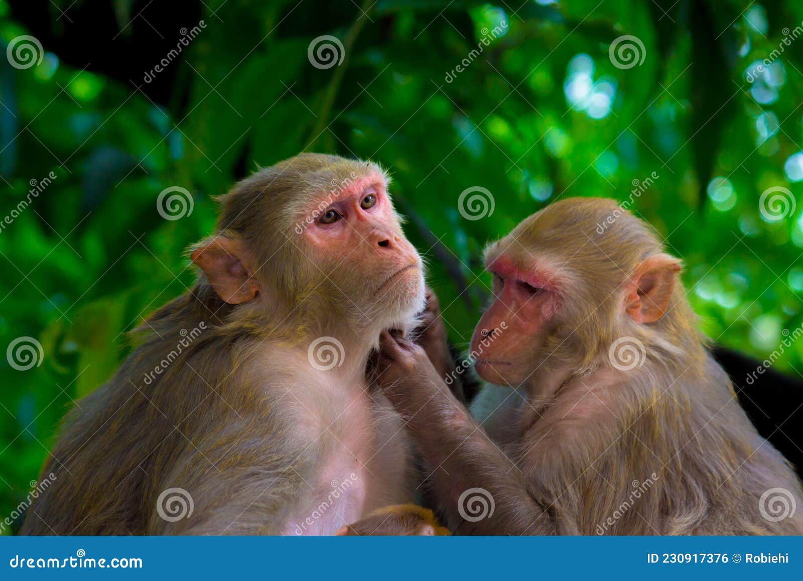 Other term for deals monkey