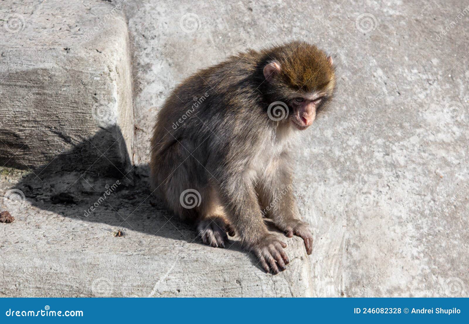 Monkey on the Concrete Floor in the Zoo. Stock Photo Image of park