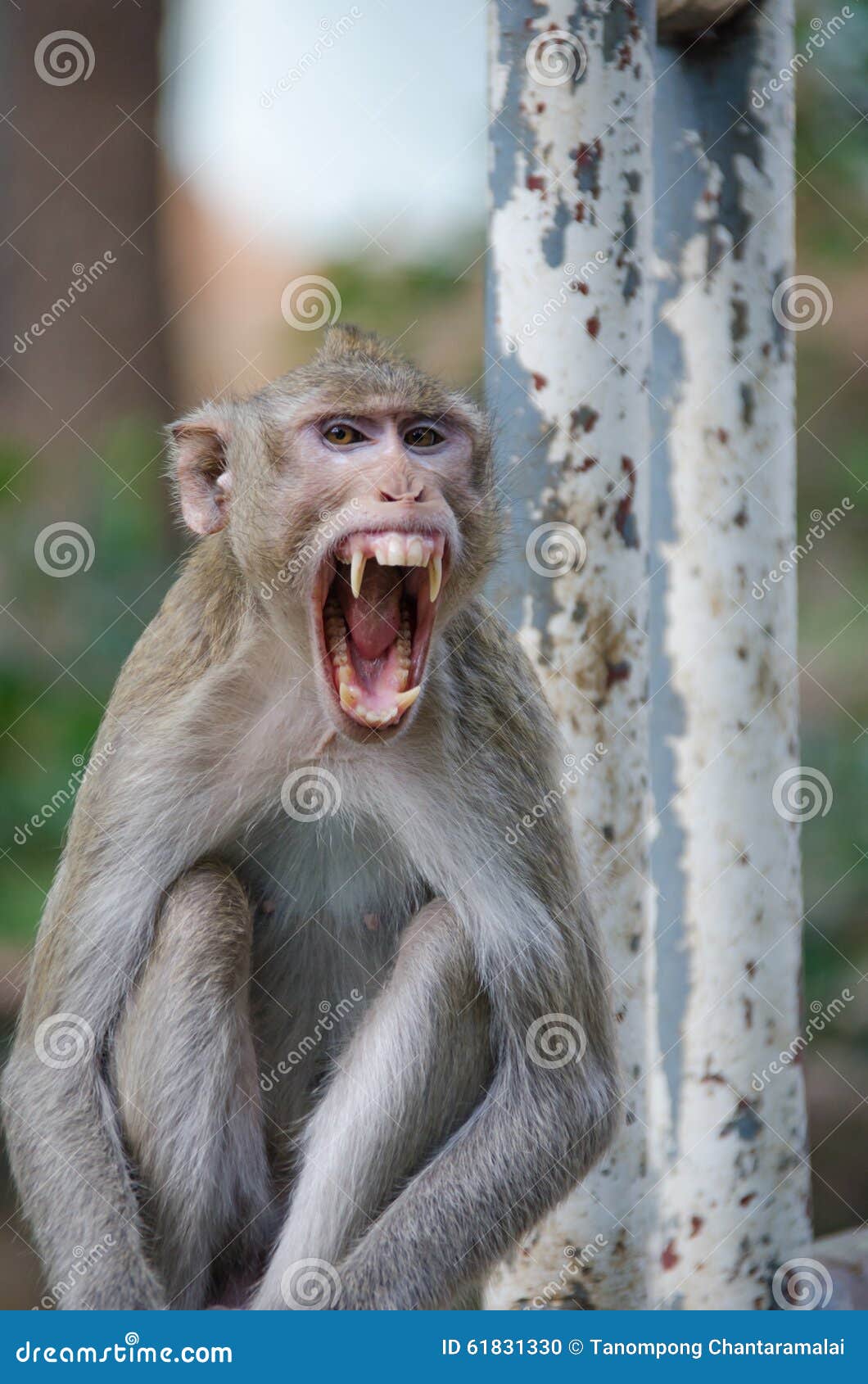 Monkey , Crabeating Macaque Stock Photo Image of jungle, animal