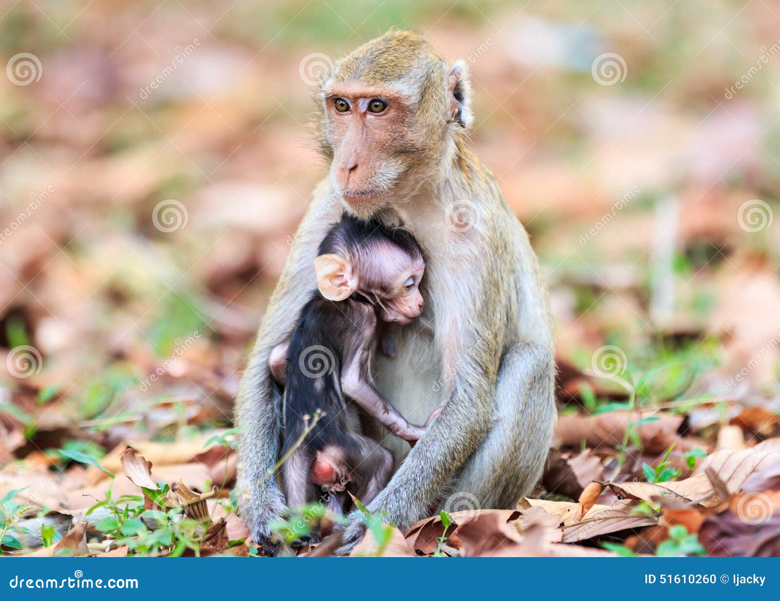Monkey (Crabeating Macaque) Breastfeeding Baby Stock Photo Image of