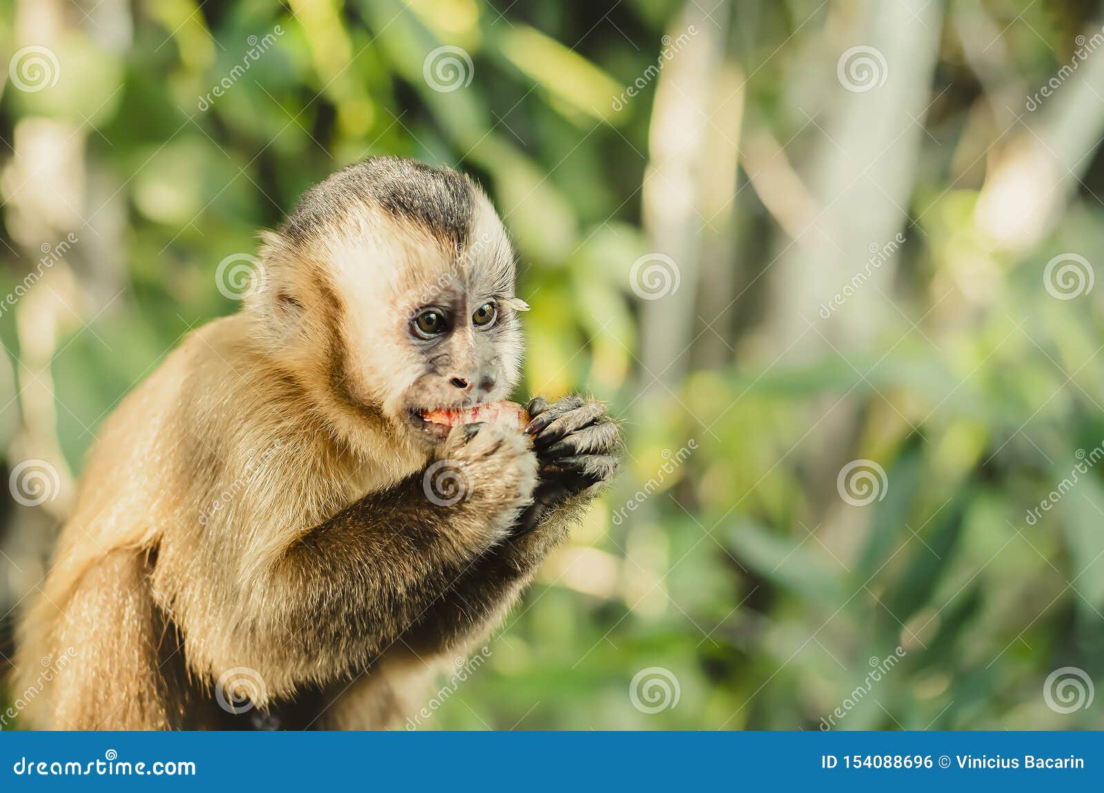 File:Macaco-prego no Parque Ecológico Itapemirim.jpg - Wikimedia