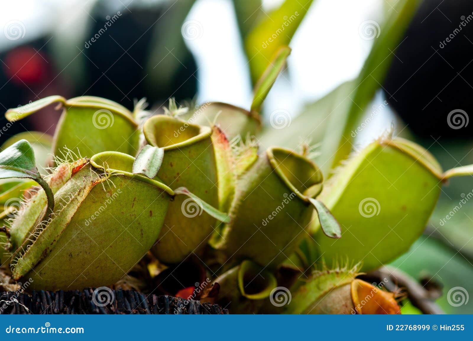 Monkey Cup in Malaysia Garden. Stock Image - Image of mirabilis, jungle 