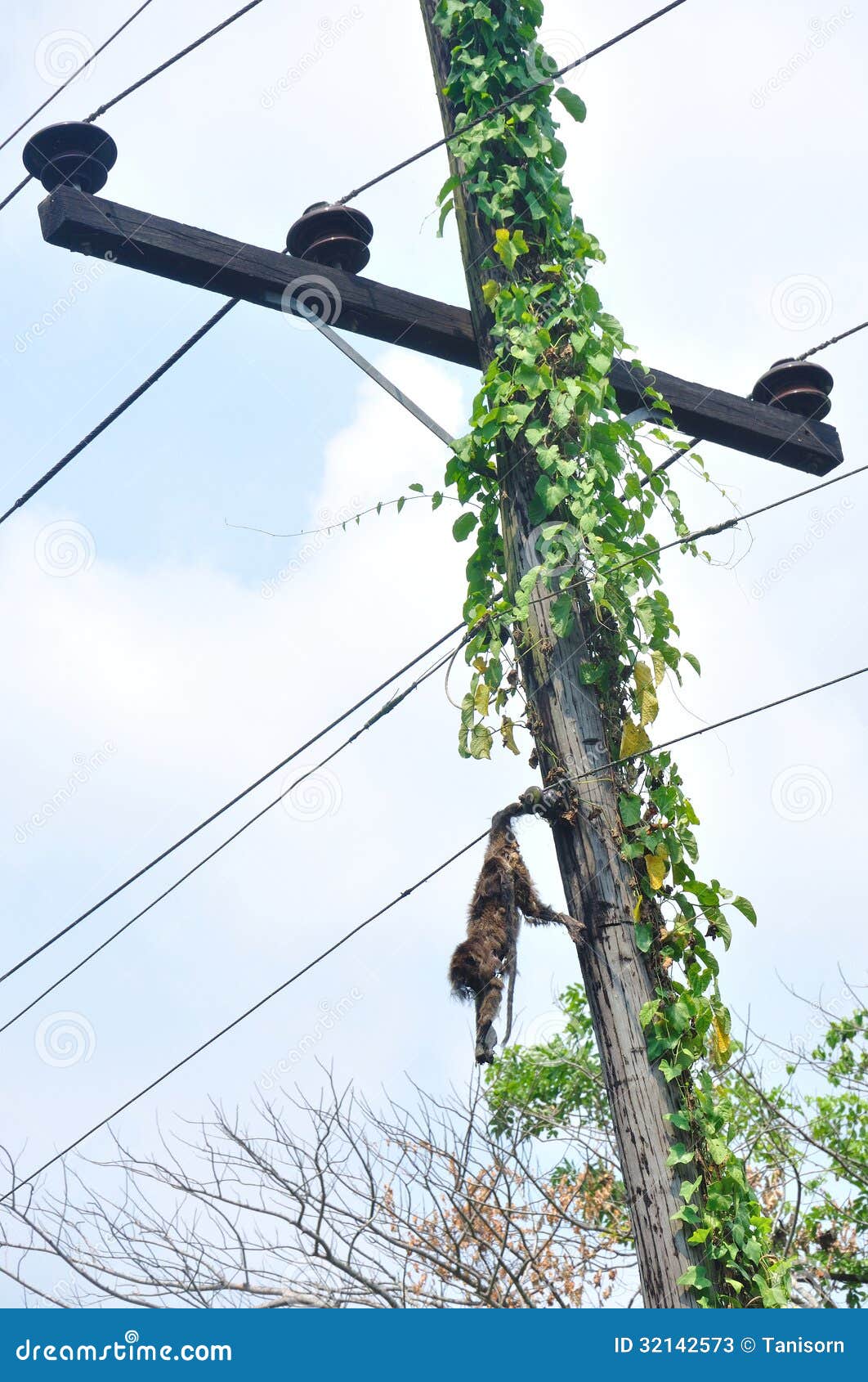 Monkey Dead from Electric Shock Stock Image Image of dangerous