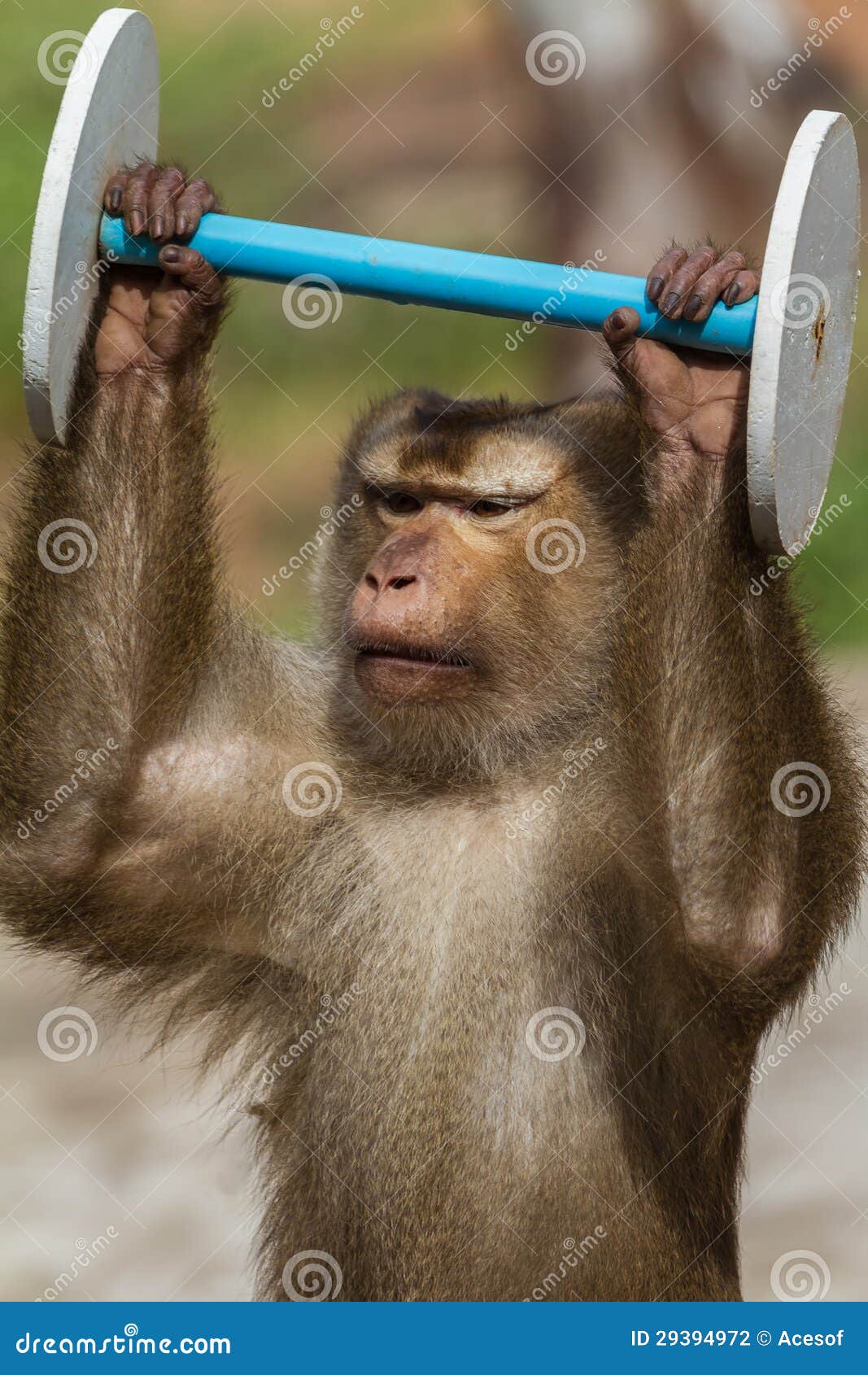 Monkey doing sports stock photo. Image of workout, monkey 29394972