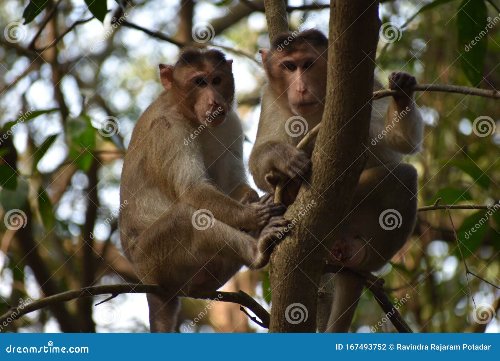 monkey doing survey from tree