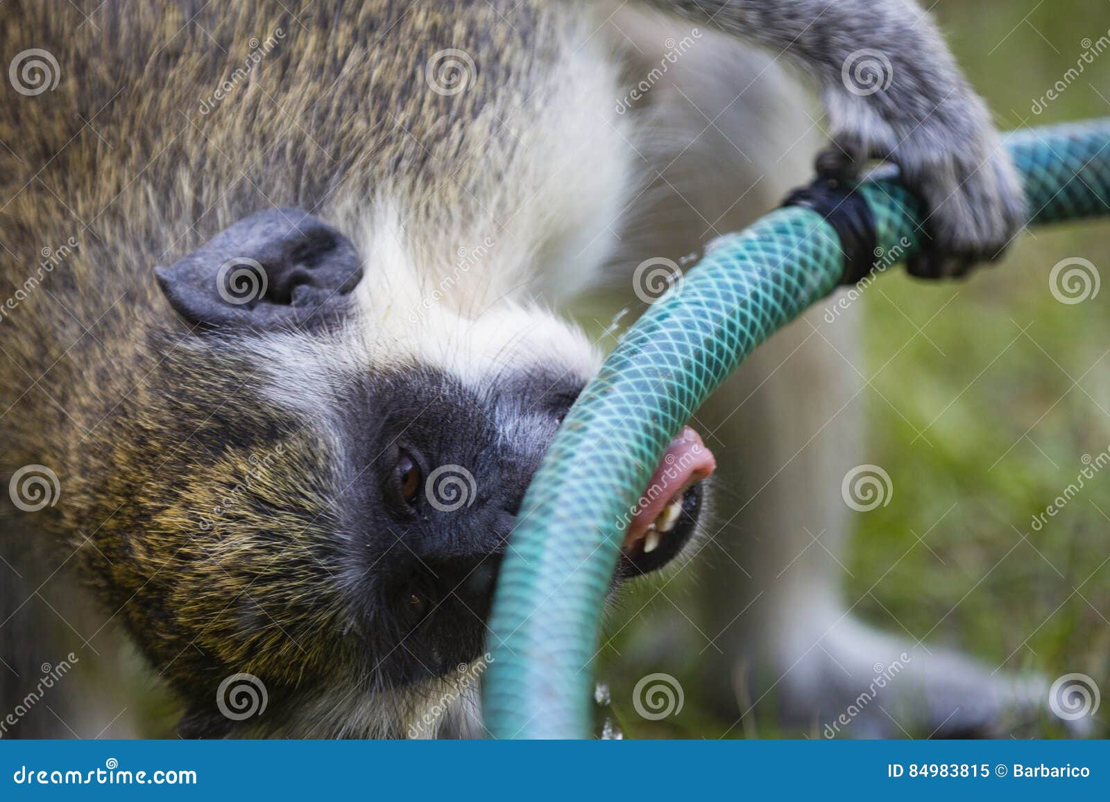 Monkey Drinking Water from a Hose Stock Image Image of water, africa 84983815