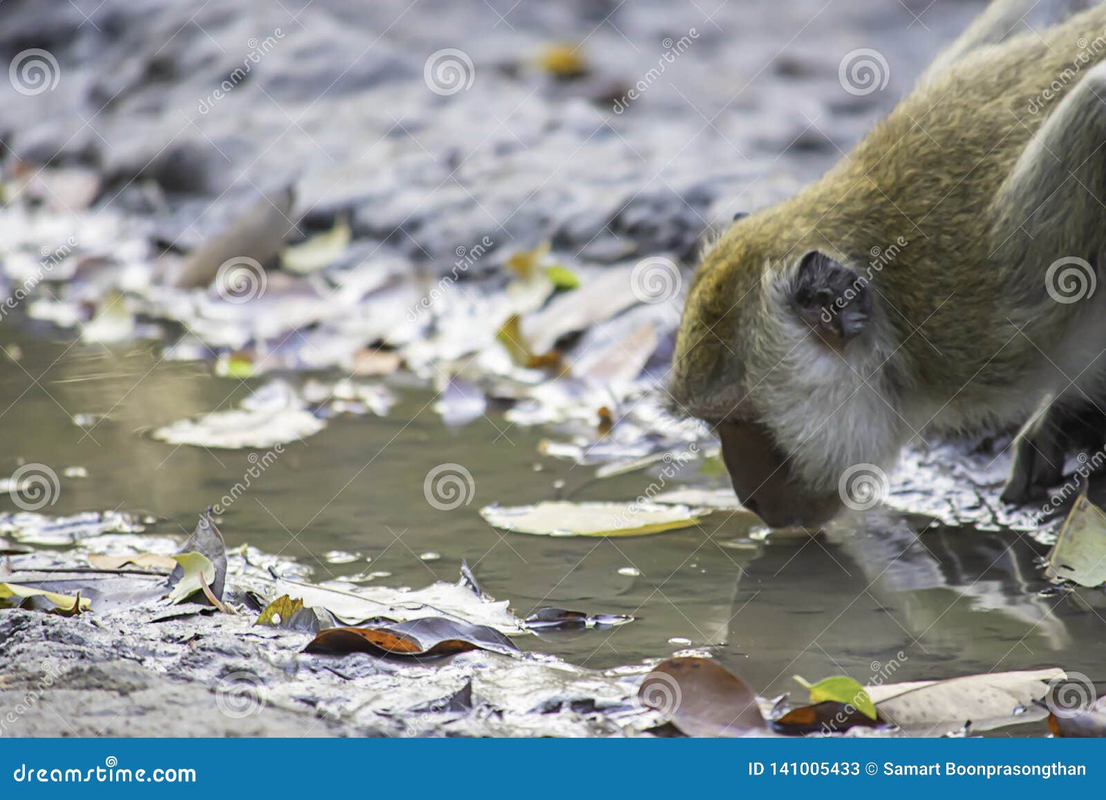 Monkey Drinking Water in Puddles on the Ground Stock Image Image of