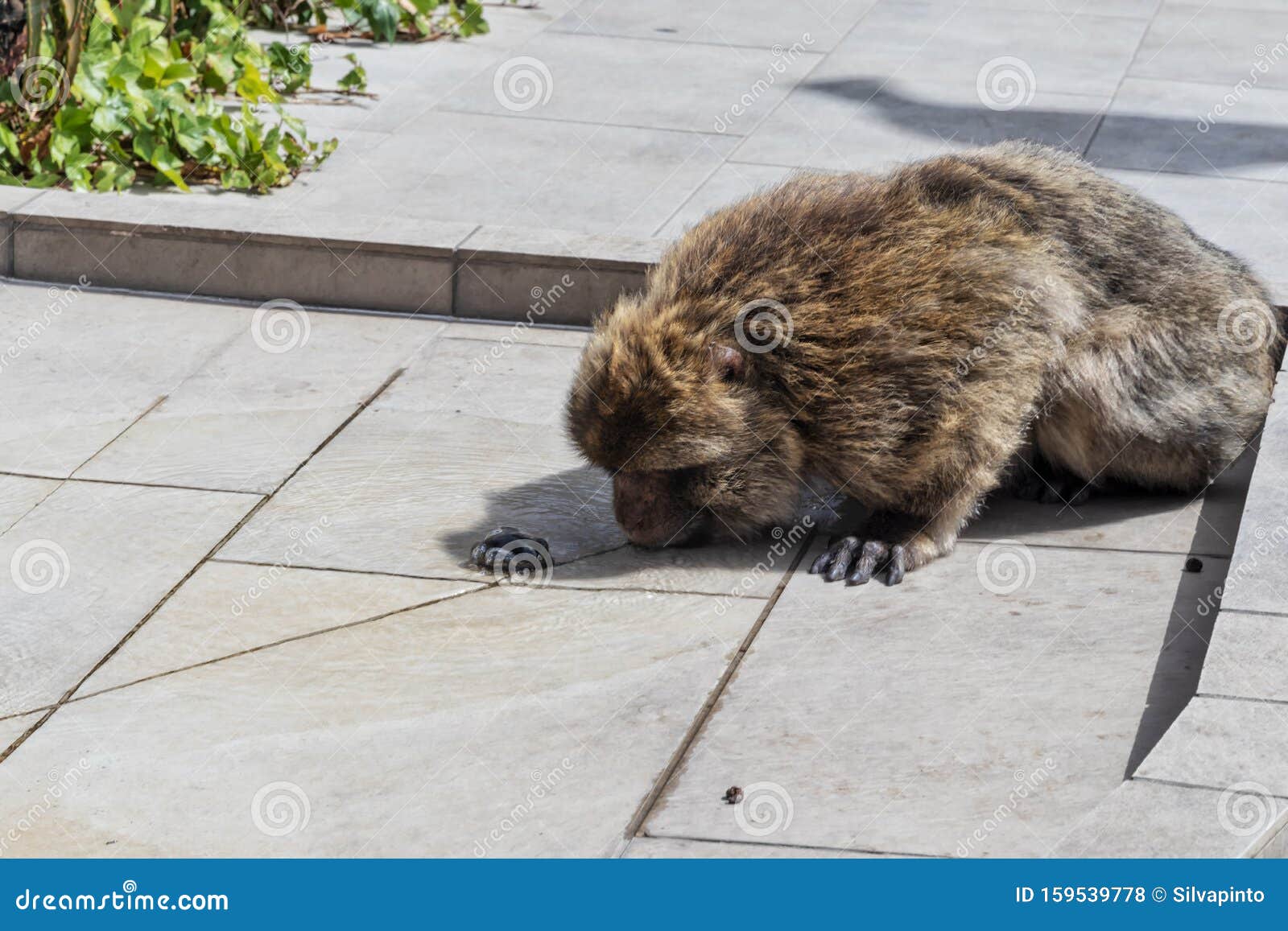 Monkey Drinking Water on the Top of Gibraltar Stock Photo Image of