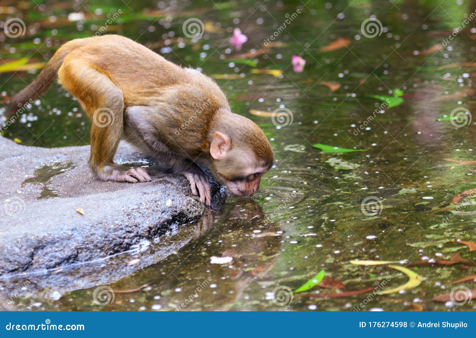 A Monkey Drinks Water in a Pond in a Park Stock Photo - Image of animal,  macaca: 176274598