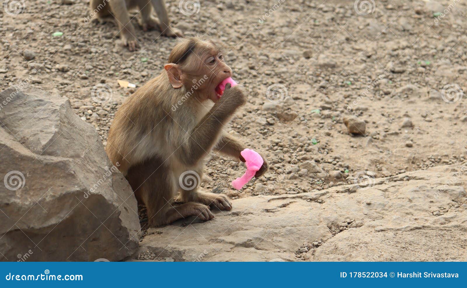 A Monkey is Eating Cotton Candy. Stock Photo Image of indonesia, food