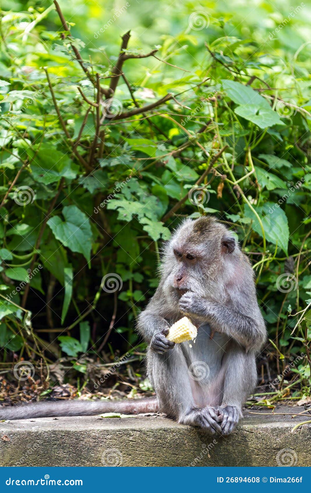Monkey Eating Fruit in Ubud Forest, Bali Stock Photo Image of wild