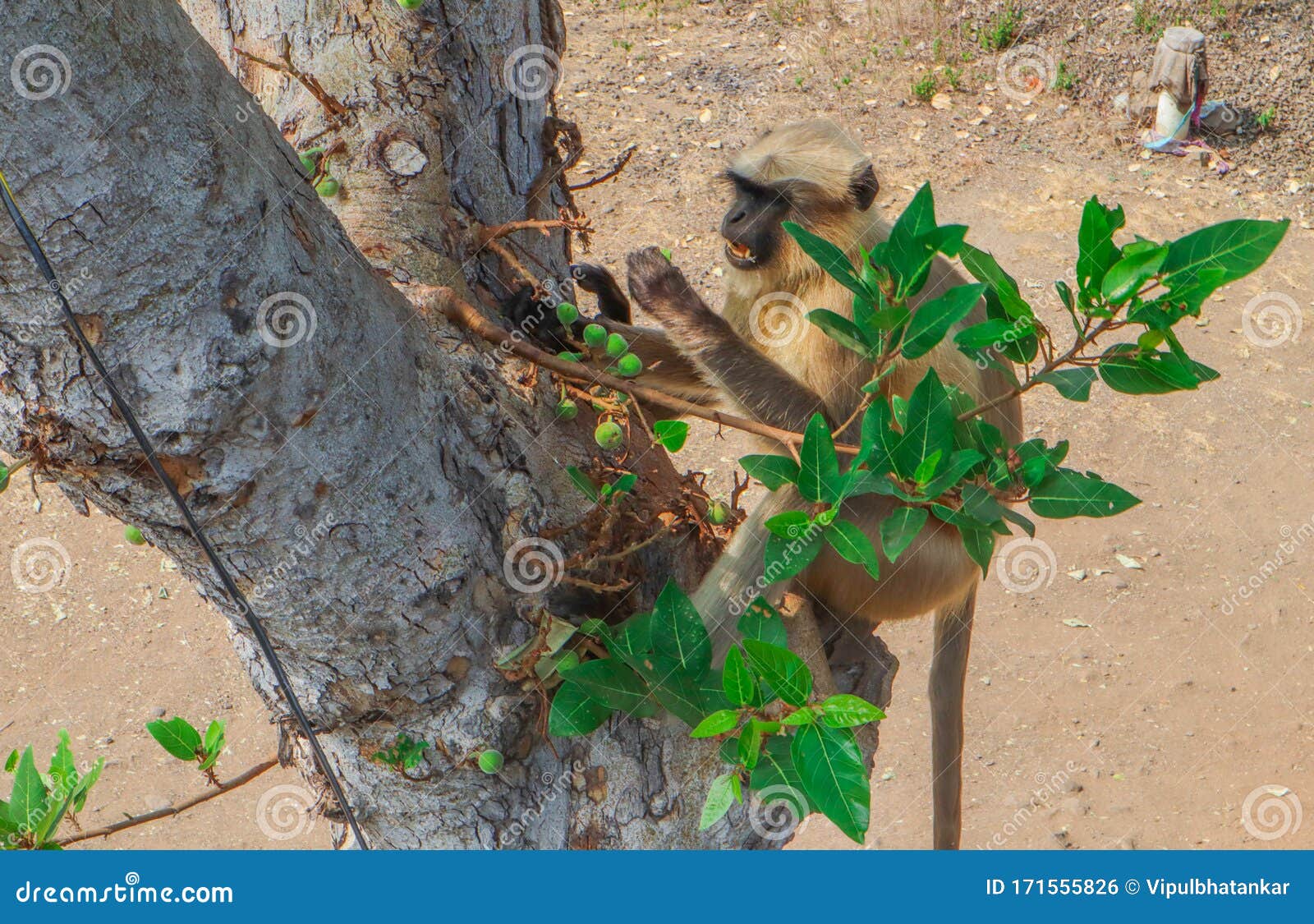 A Monkey Eating Fruits on a Tree in India Stock Photo Image of forest, climb 171555826
