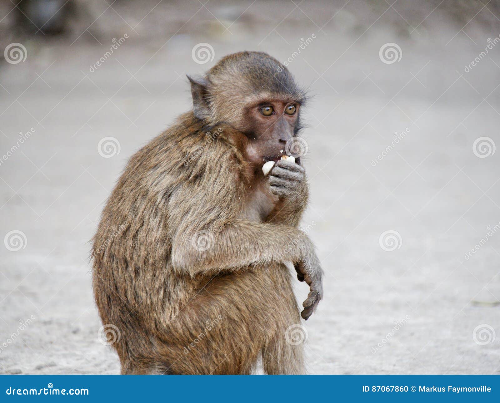 Monkey eating peanuts stock photo. Image of eyes, cute 87067860