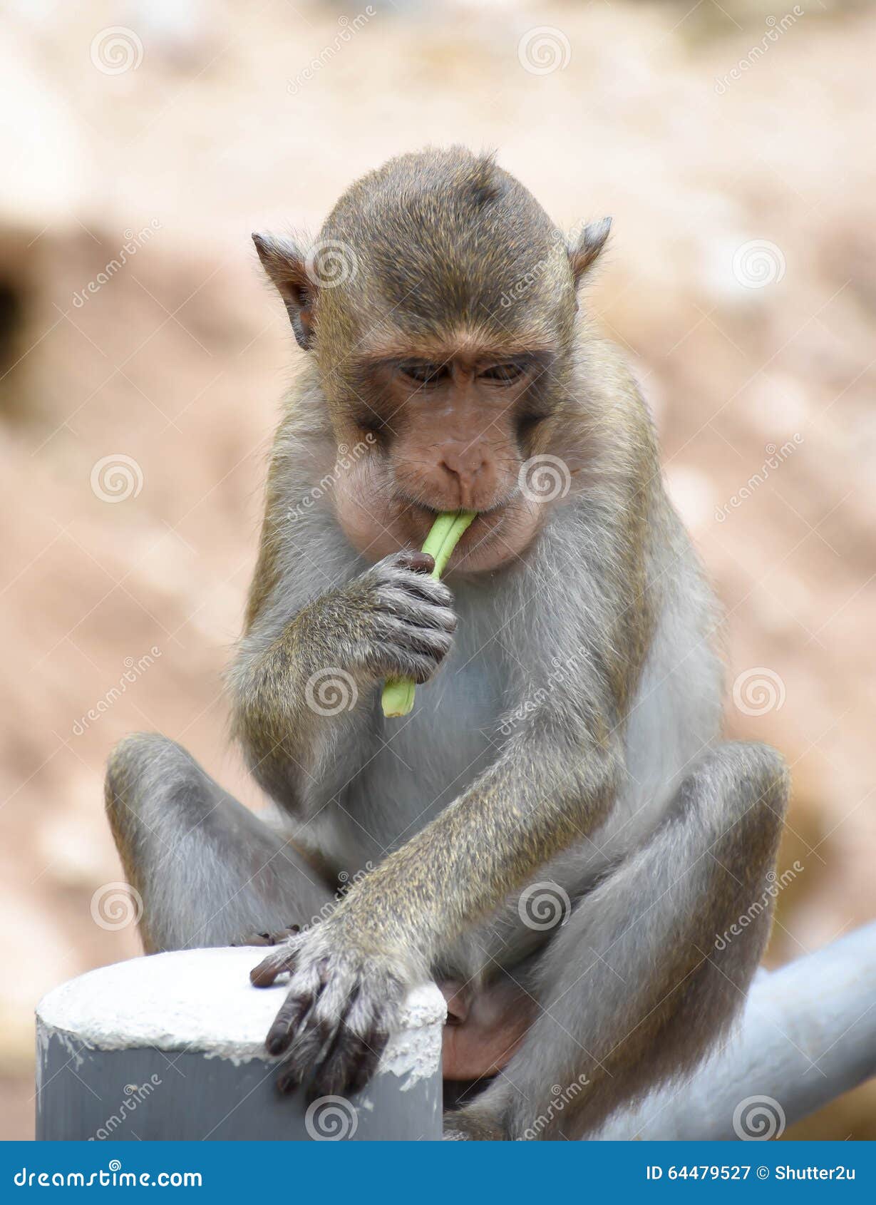 Monkey Eating Yardlong Bean in Portrait Stock Image Image of cute