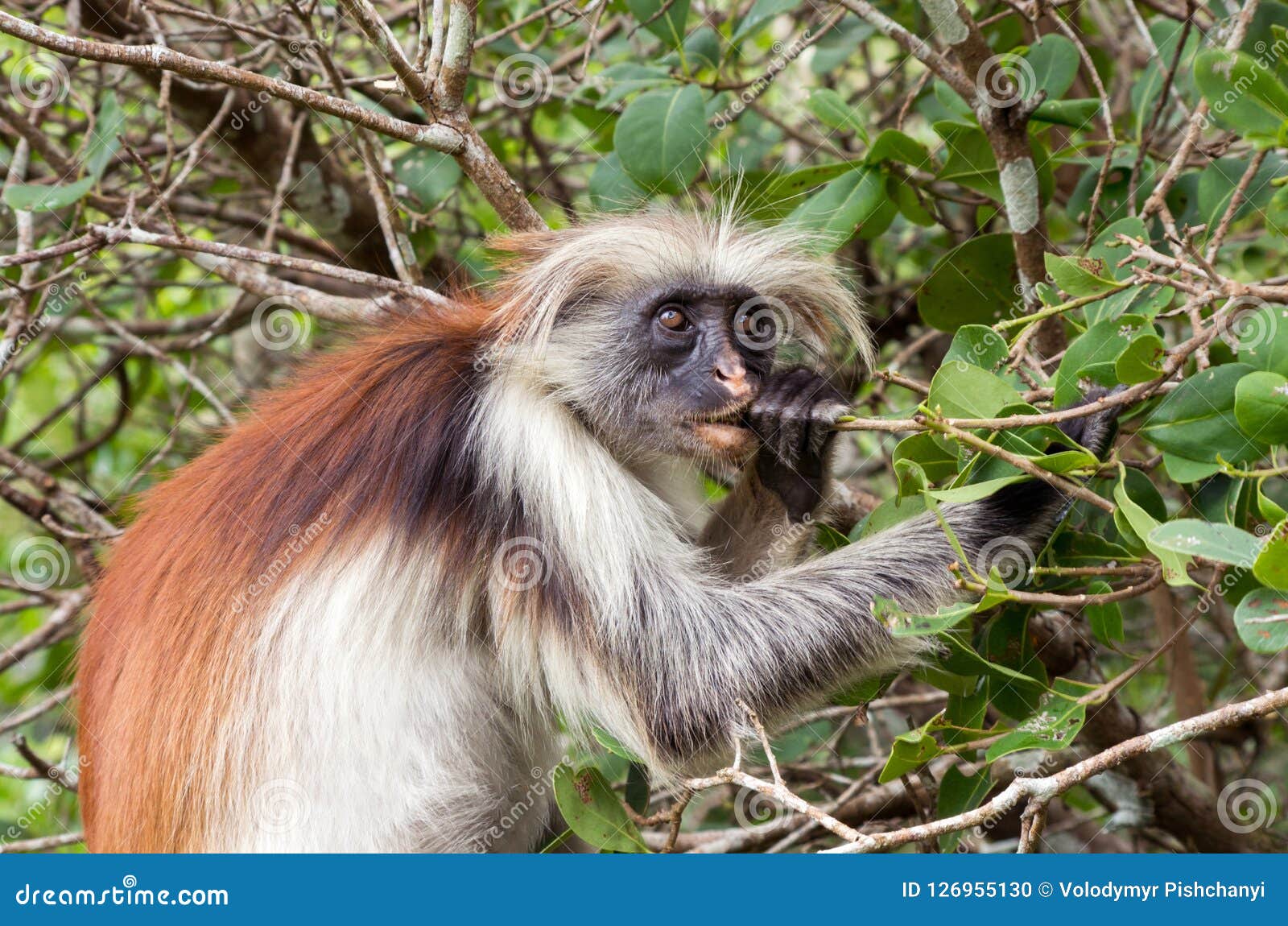 A Monkey Eats a Tree Branch. Kirk`s Red Colobus Stock Photo Image of