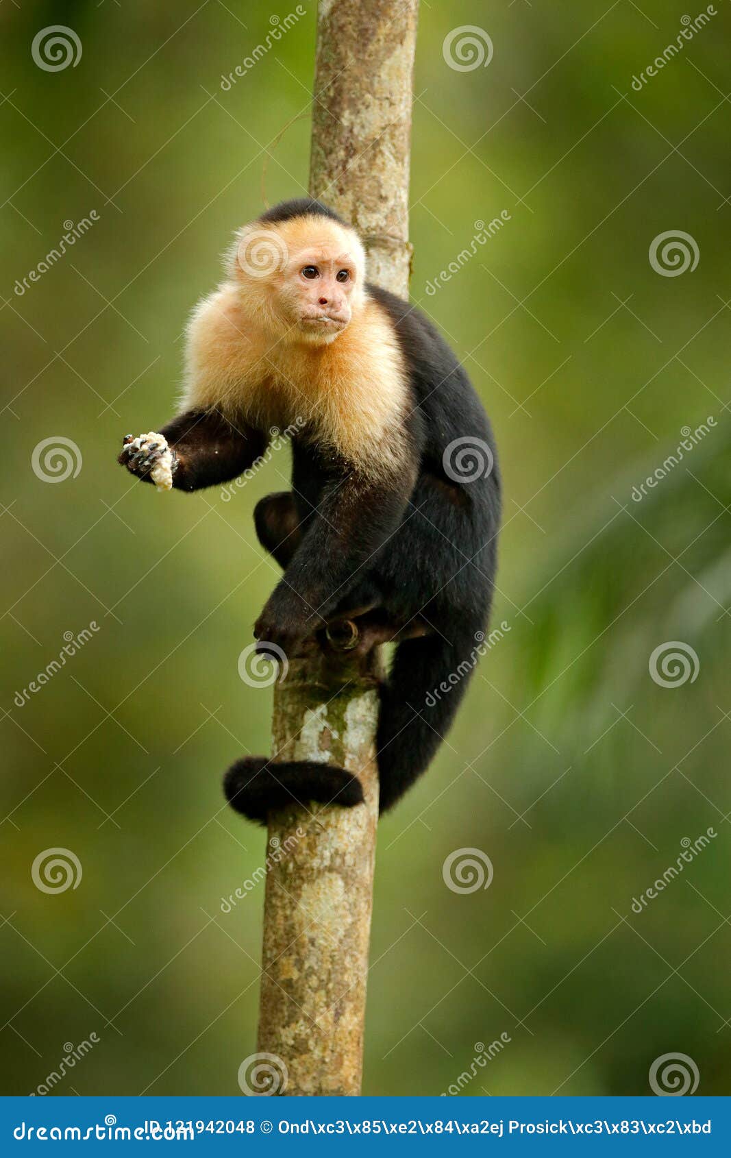 monkey feeding banana. white-headed capuchin, black monkey sitting on tree branch in the dark tropical forest. wildlife of costa r