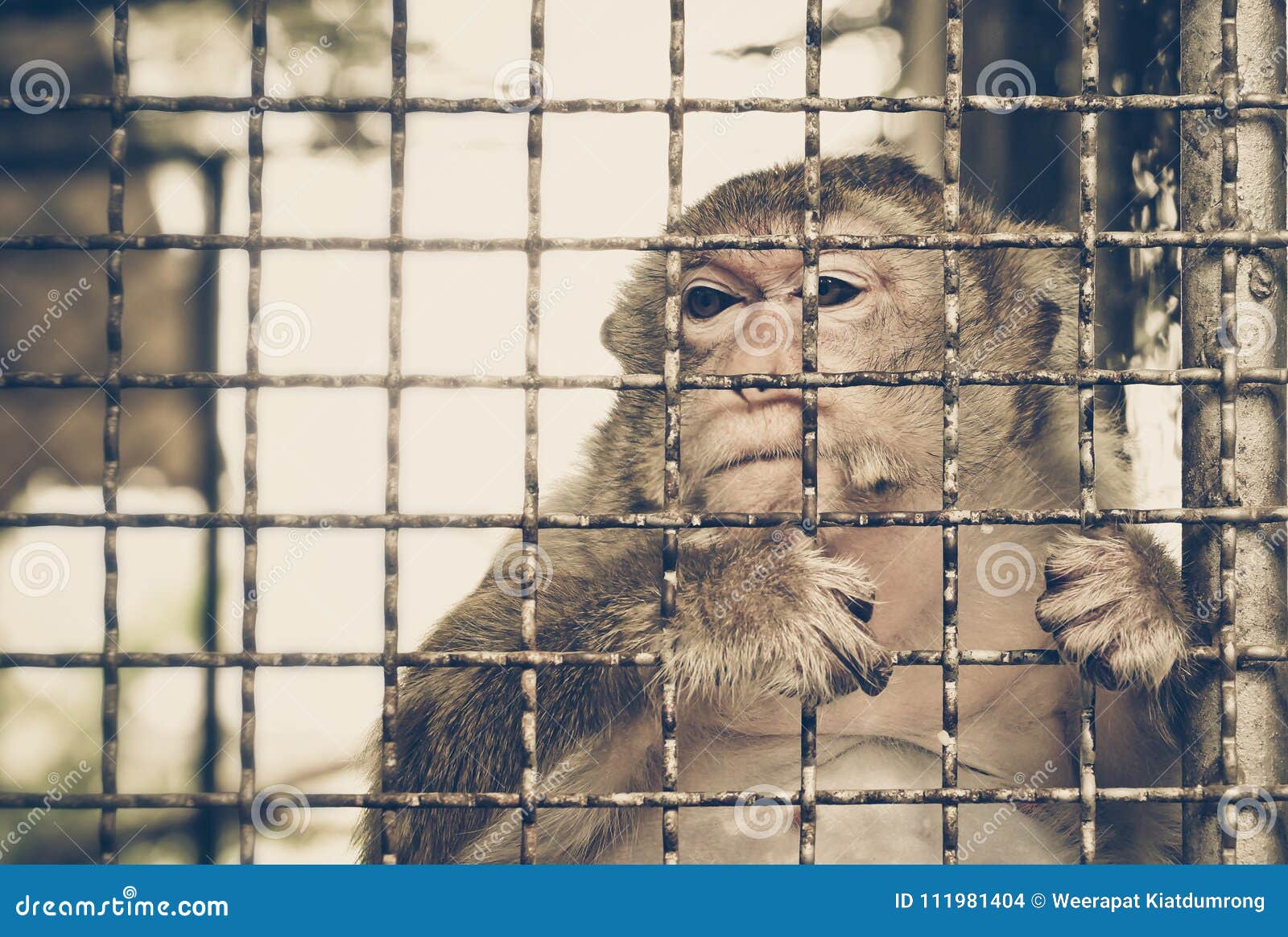 Monkey Feeling Sad in the Cage Stock Photo Image of locked, prison