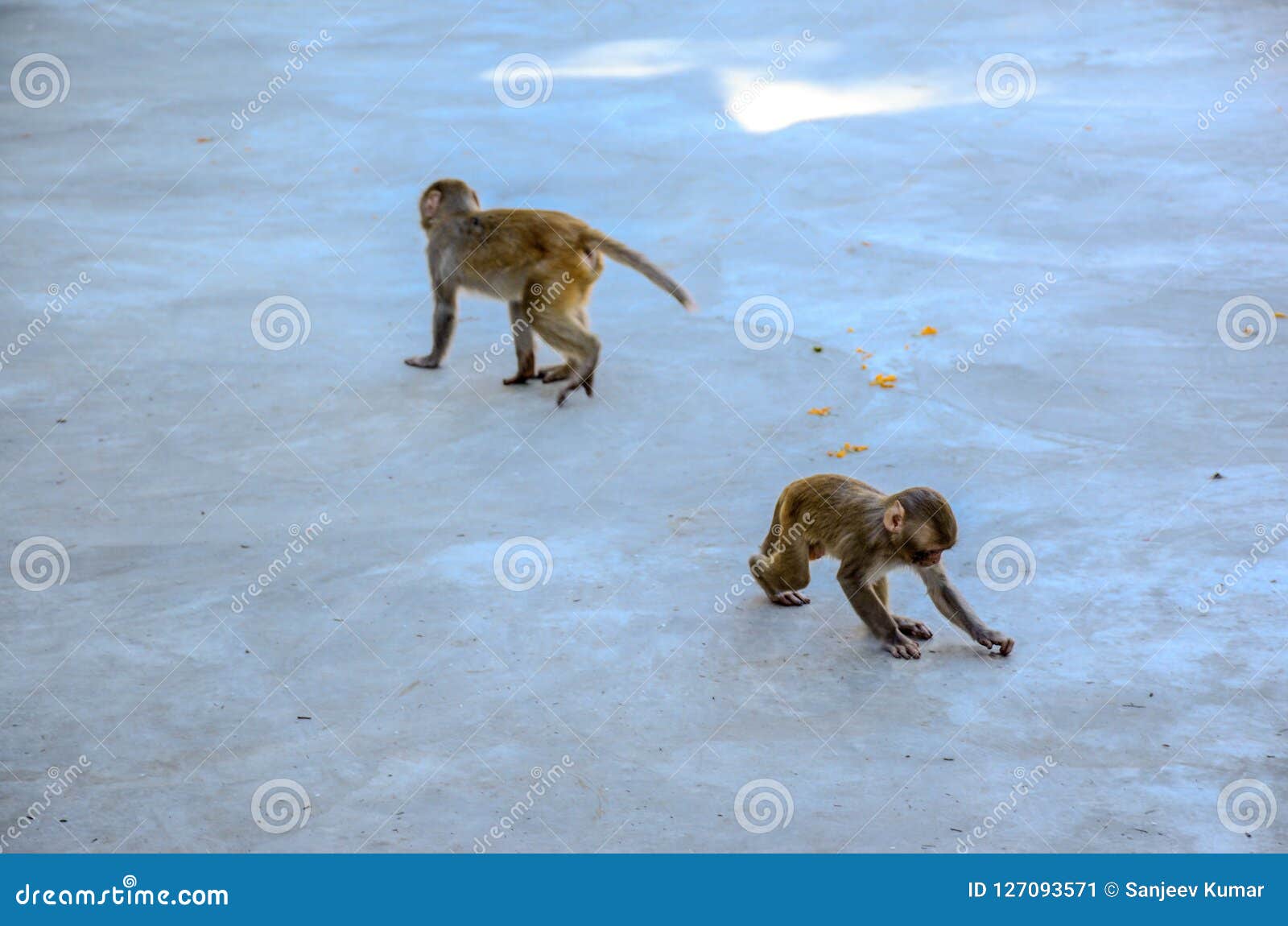 Monkey Gang Stock Photos Download 305 Royalty Free Photos