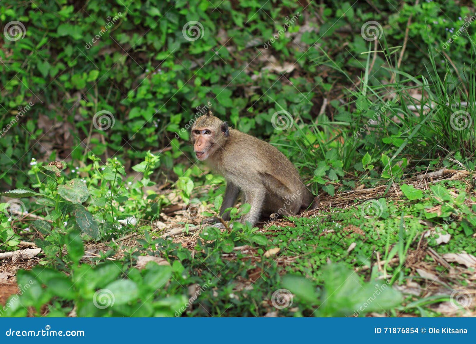Monkey in garden stock photo. Image of forest, wildlife 71876854