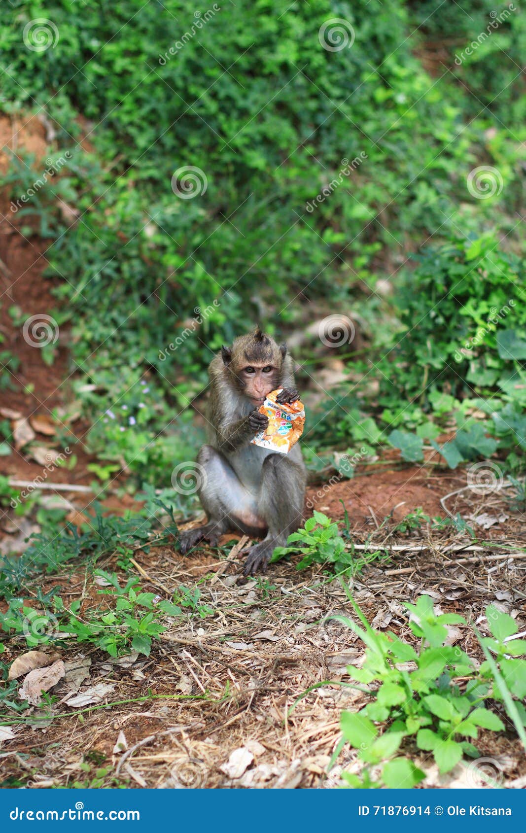 Monkey in garden editorial stock image. Image of animal 71876914