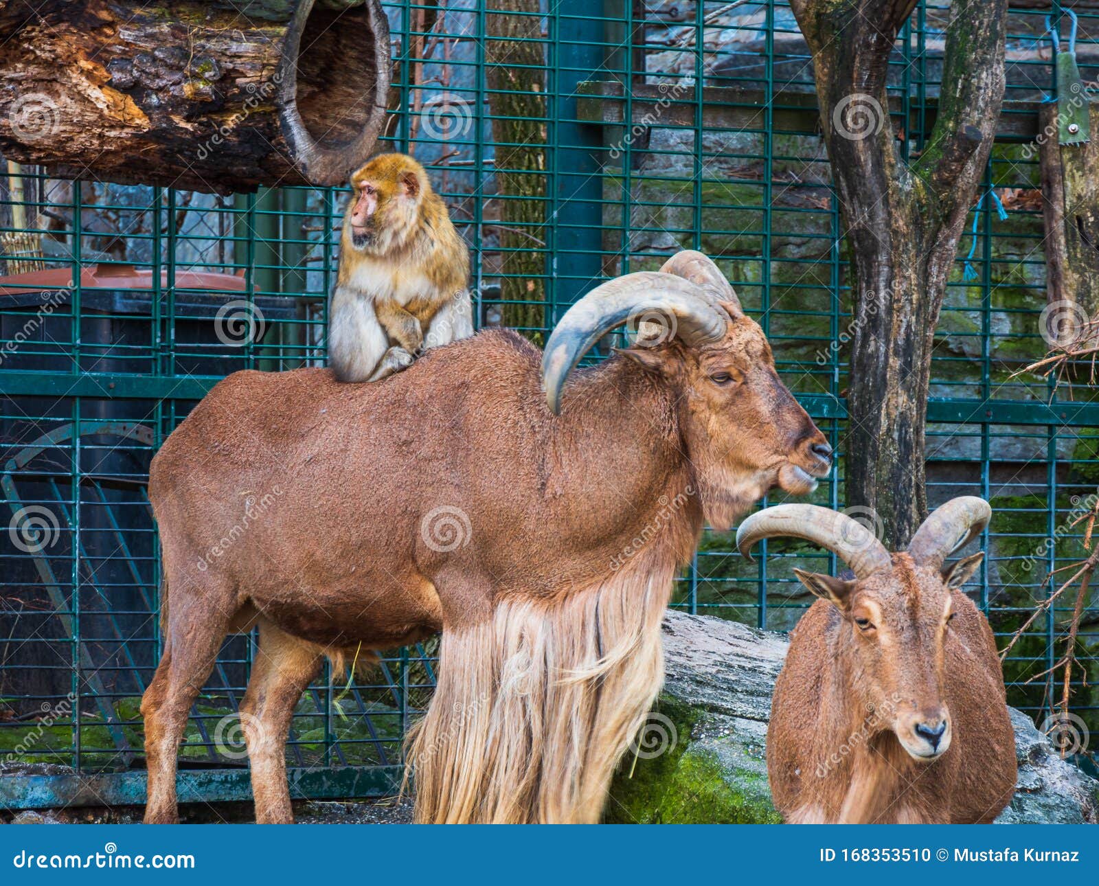 Monkey on a Goat in the Park Stock Photo Image of black, goat 168353510