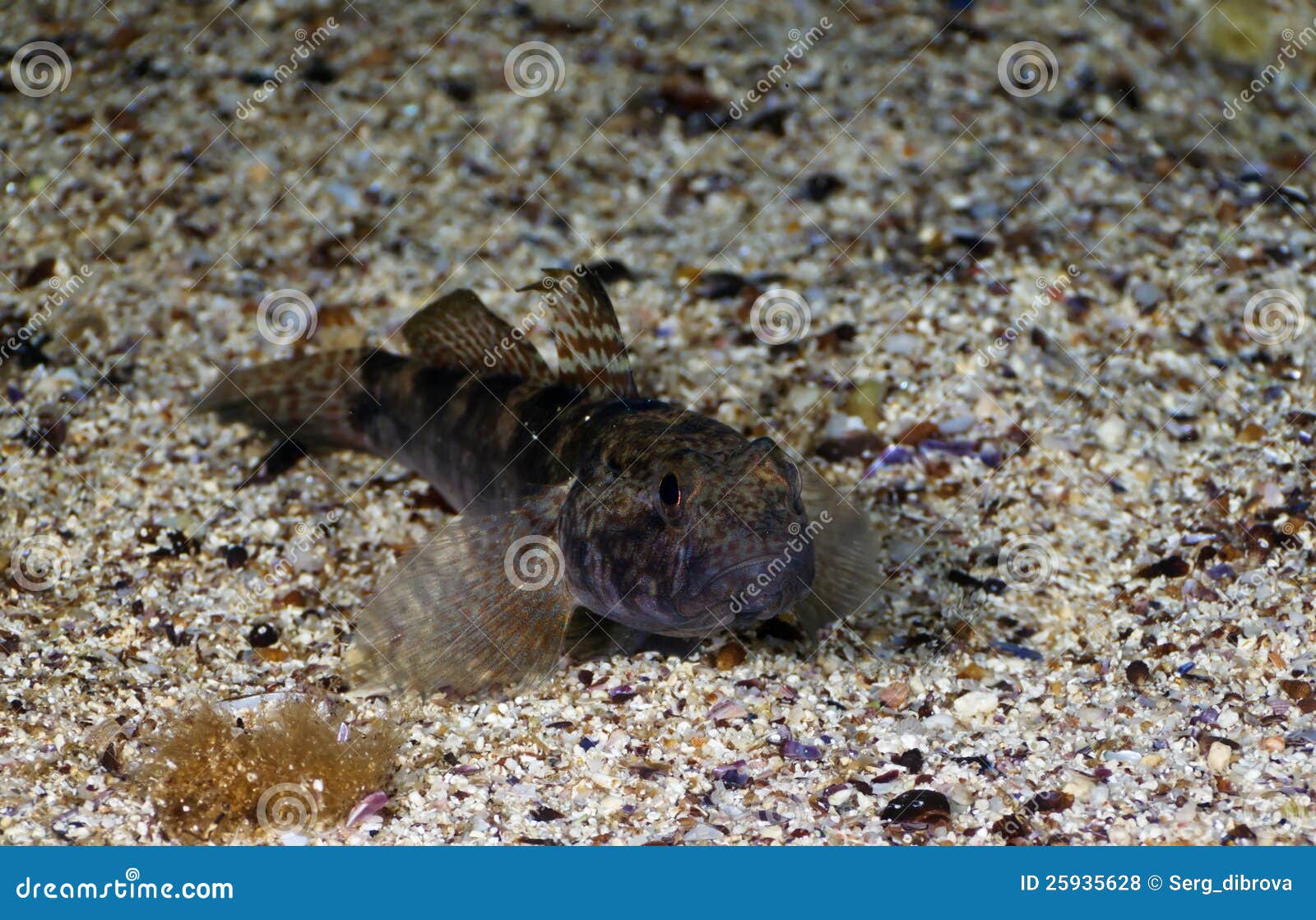 Monkey goby fish stock photo. Image of black, water, bass - 25935628