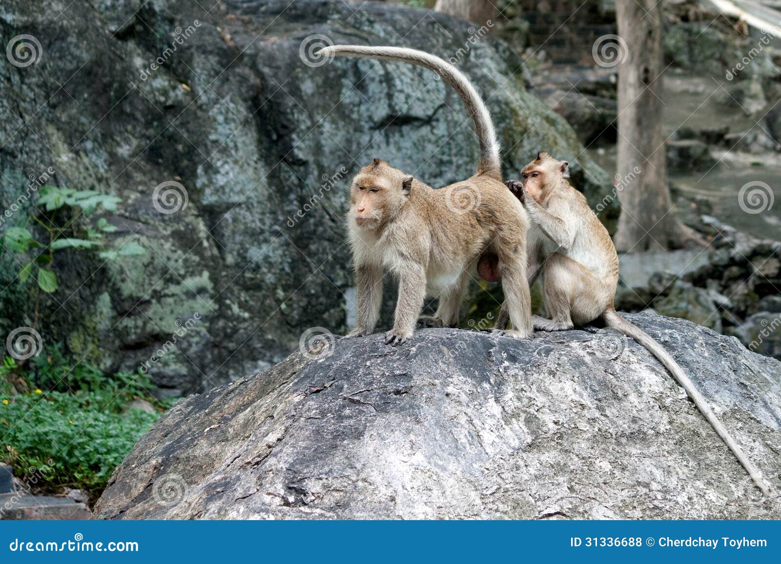 Shameful monkey stock image. Image of cleaning, africa - 87532525