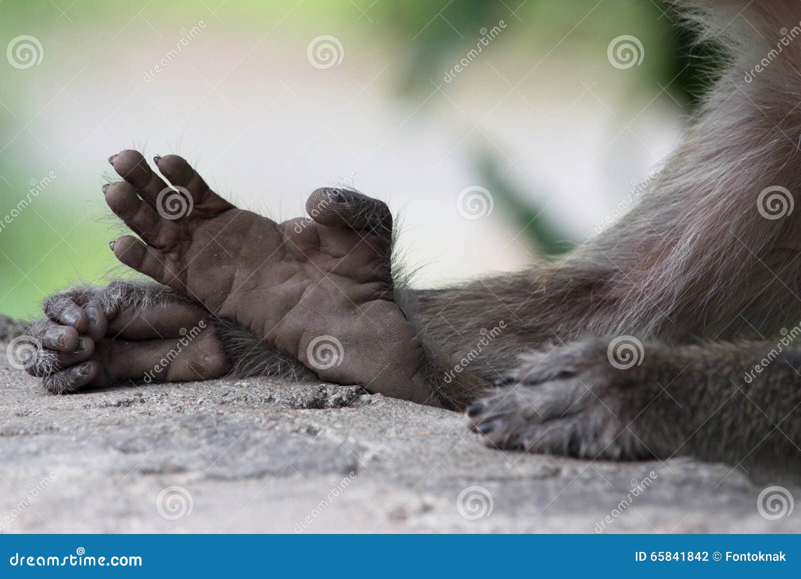 passage betalen Bengelen Monkey hands and feet stock photo. Image of monkey, hands - 65841842