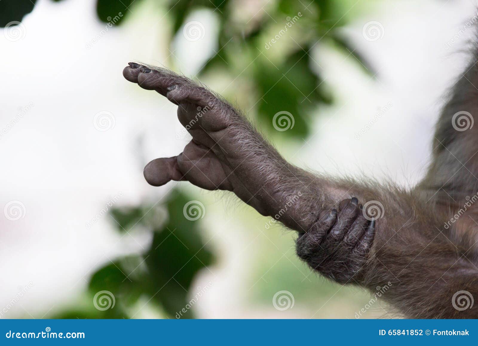 Transplanteren Balling Afwijking Monkey hands and feet stock photo. Image of thailand - 65841852