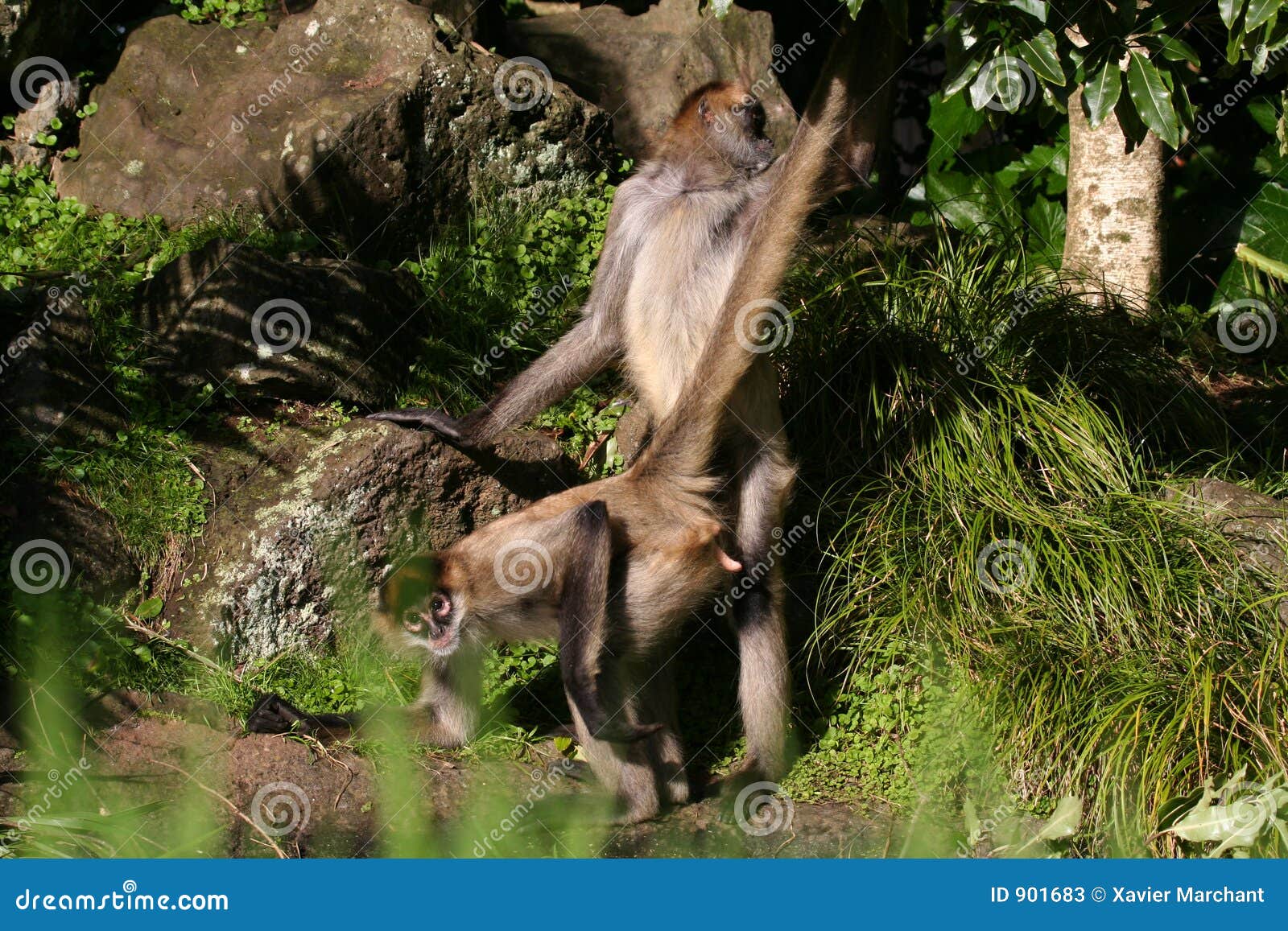 Monkey having sex stock image