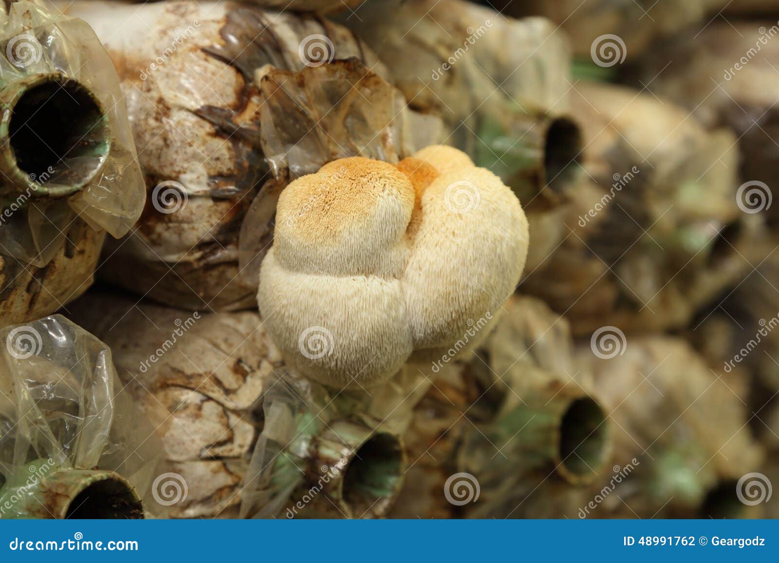 Monkey Head Mushroom (Yamabushitake Mushroom) Growing in a Farm Stock ...