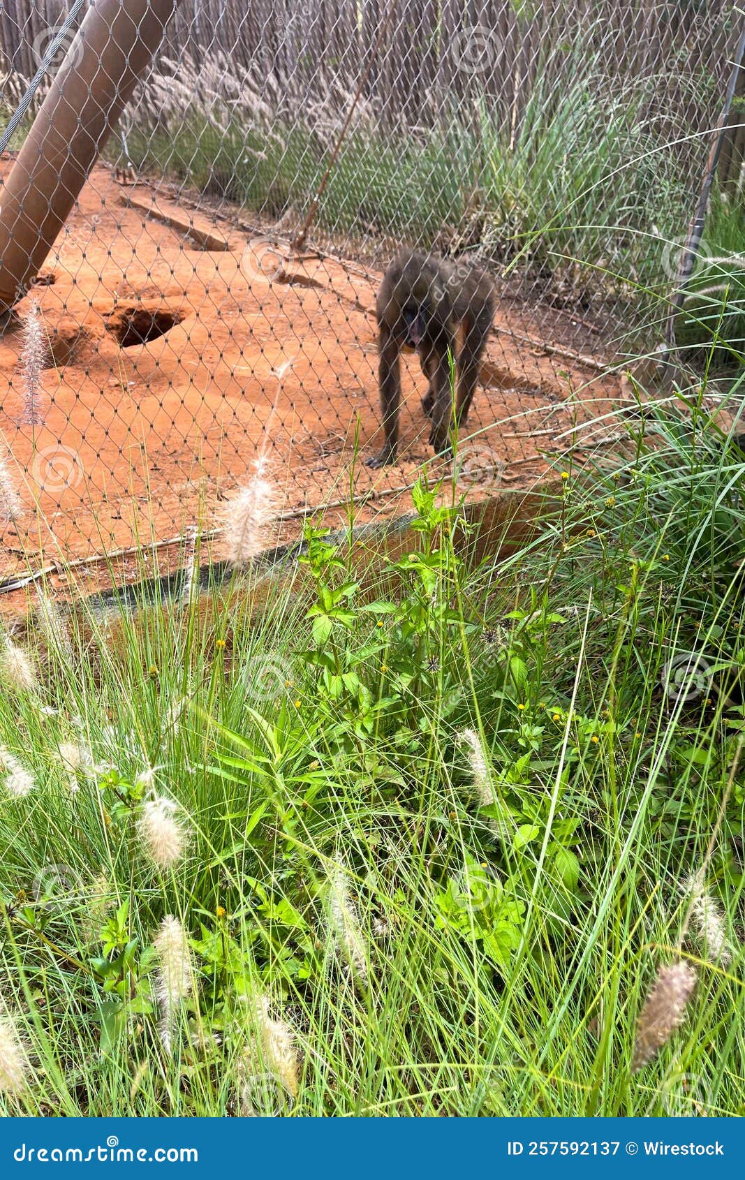 Monkey Inside a Cage in the ZOO Stock Image Image of background