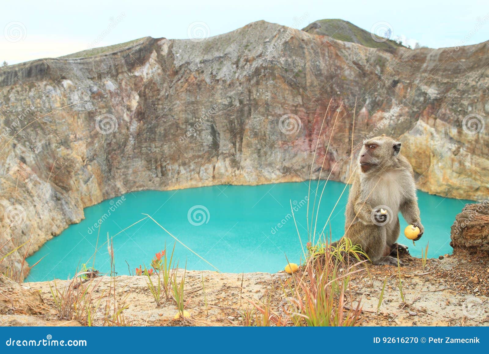 monkey on kelimutu by lake tin