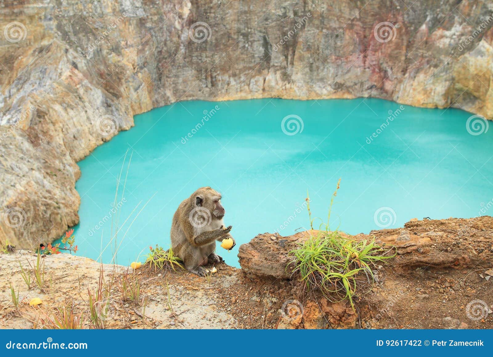 monkey on kelimutu by lake tin