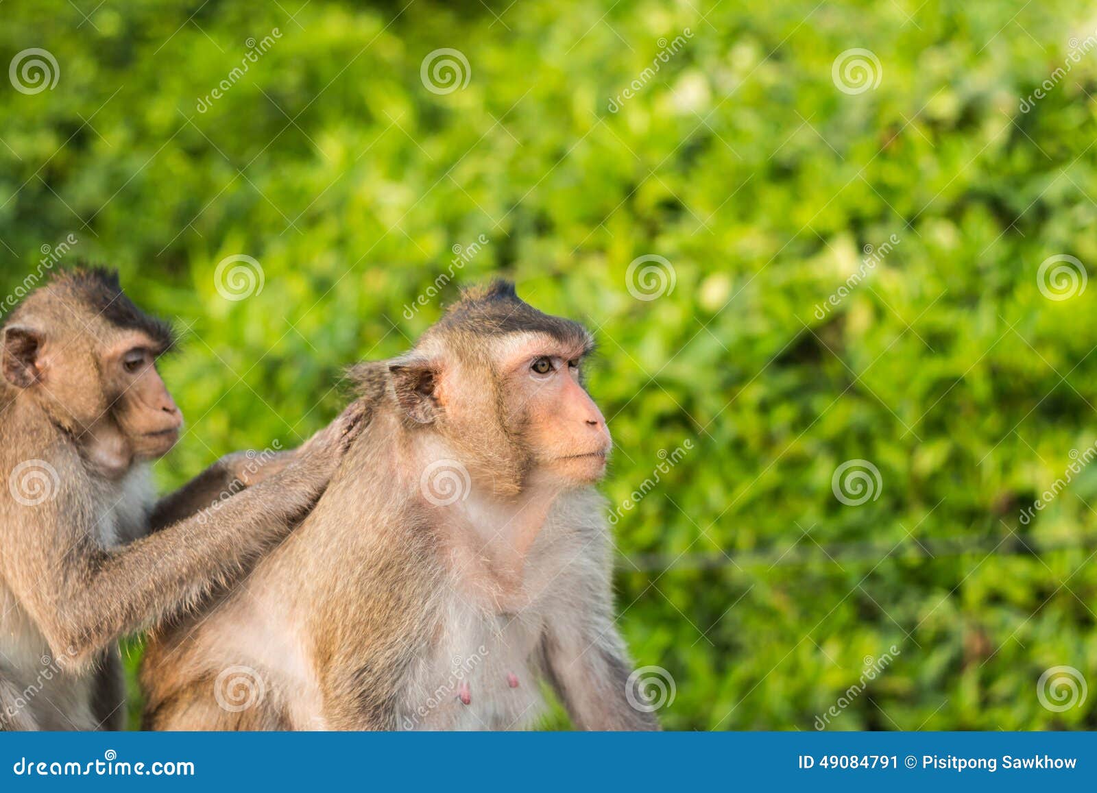 Monkey stock image. Image of mammal, outdoor, forest 49084791