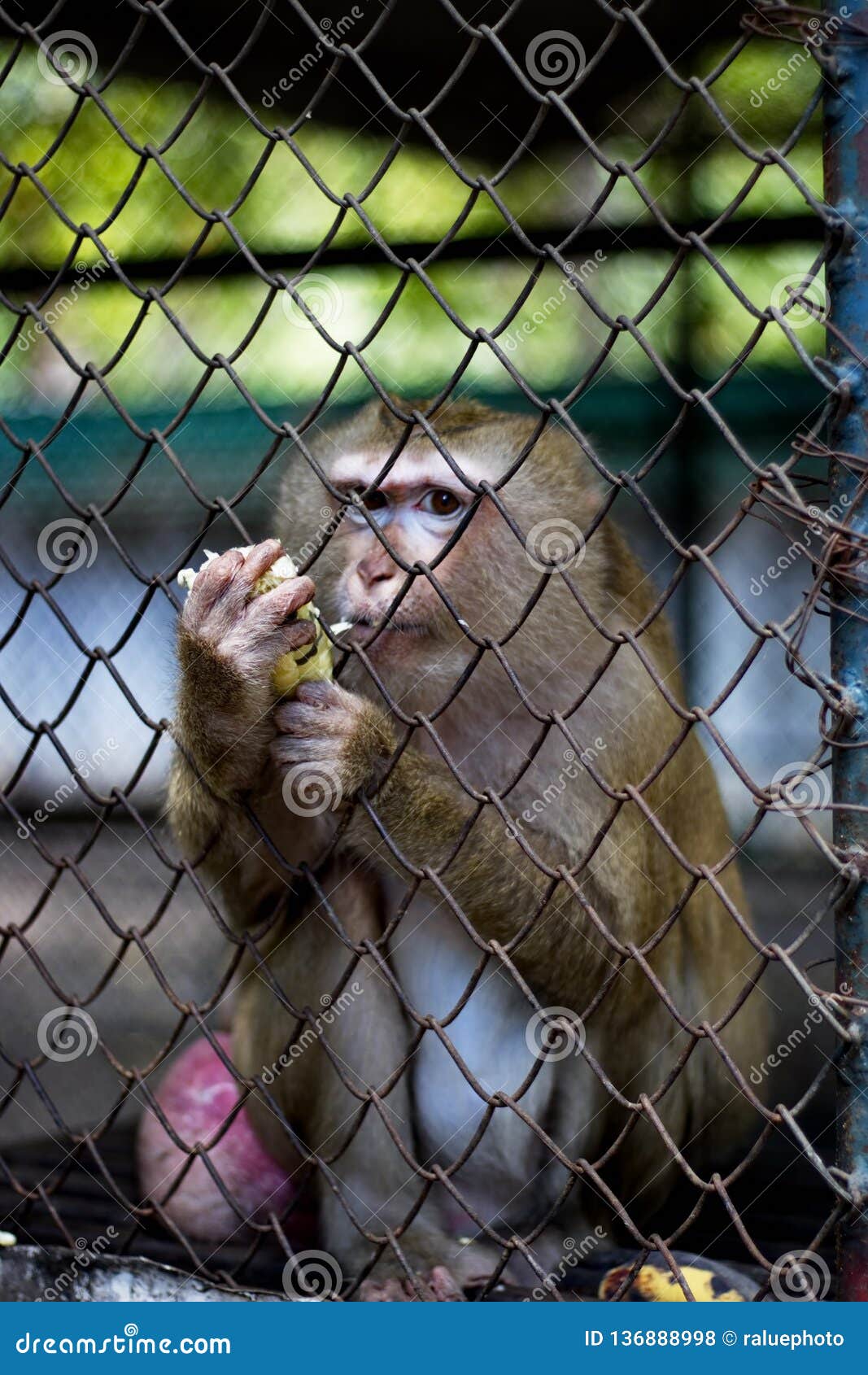 The Monkey that is Locked in the Cage Stock Photo Image of animal