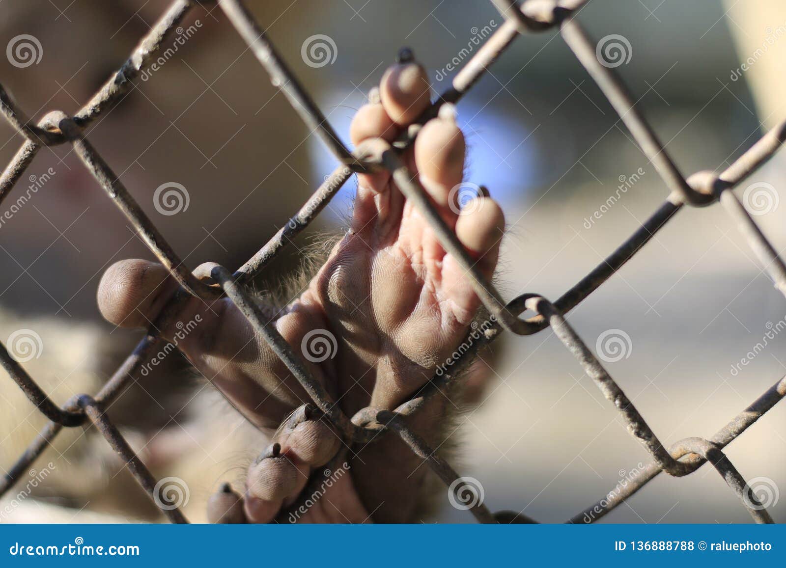 The Monkey that is Locked in the Cage Stock Photo Image of head