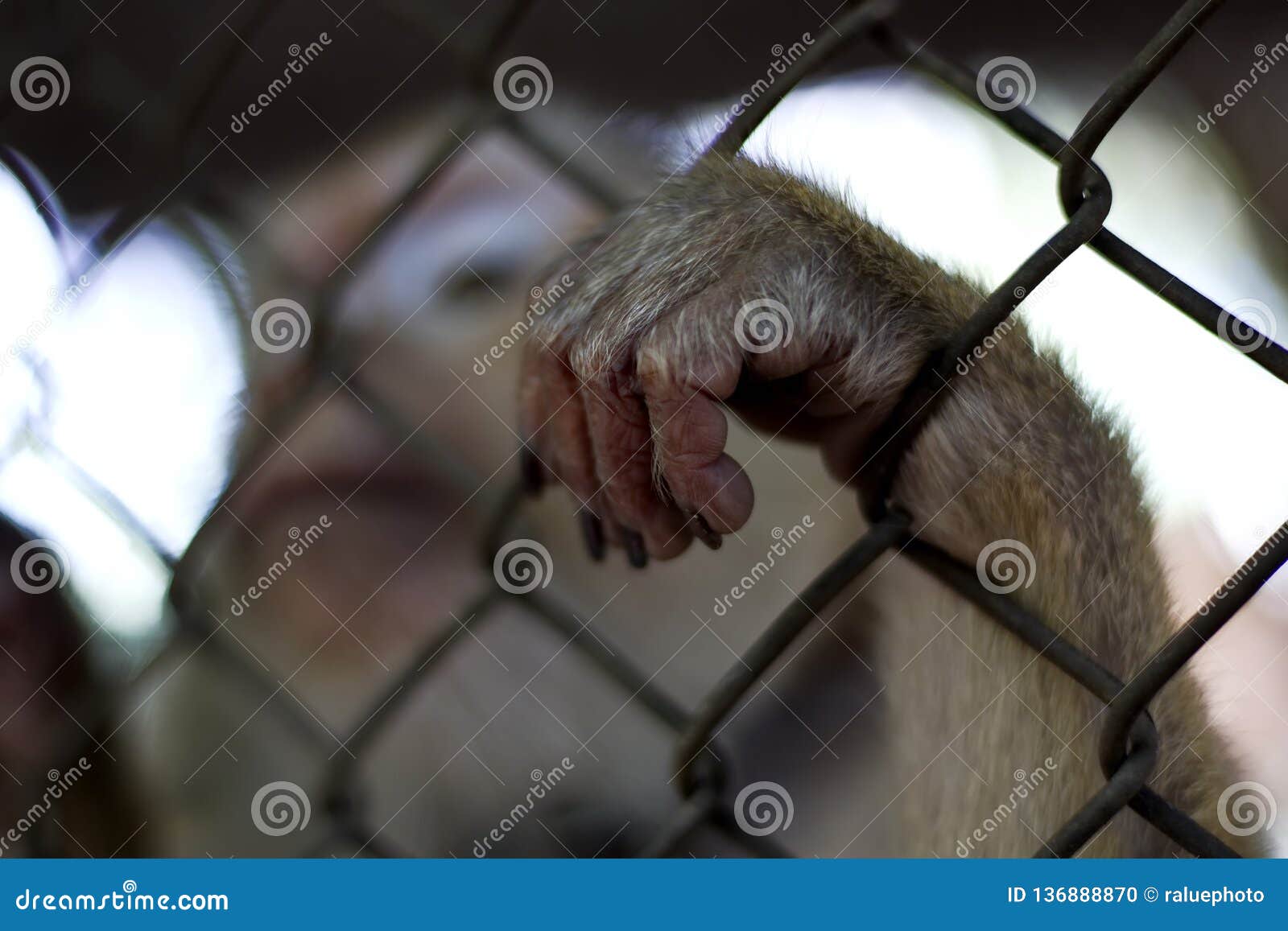 The Monkey that is Locked in the Cage Stock Photo Image of bars
