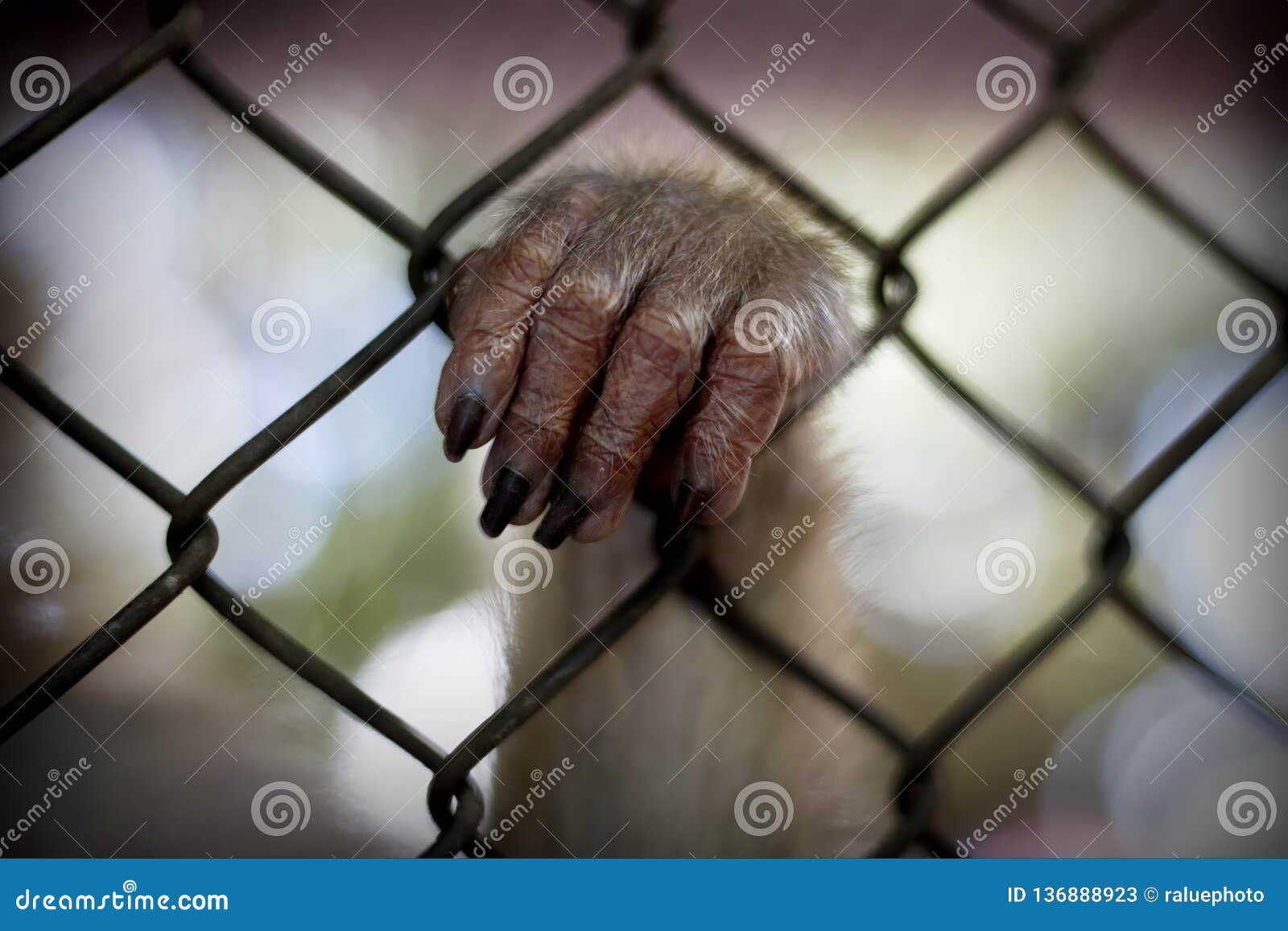 The Monkey that is Locked in the Cage Stock Image Image of metal