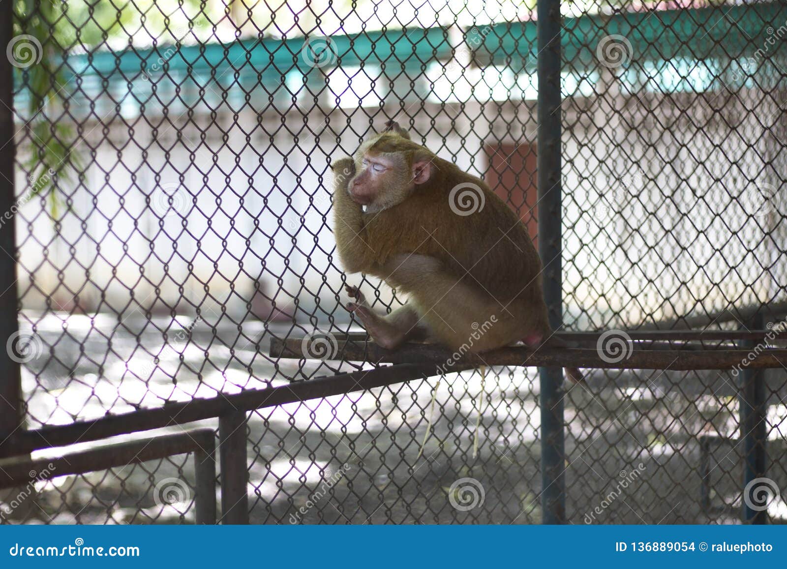 The Monkey that is Locked in the Cage Stock Photo Image of hairy
