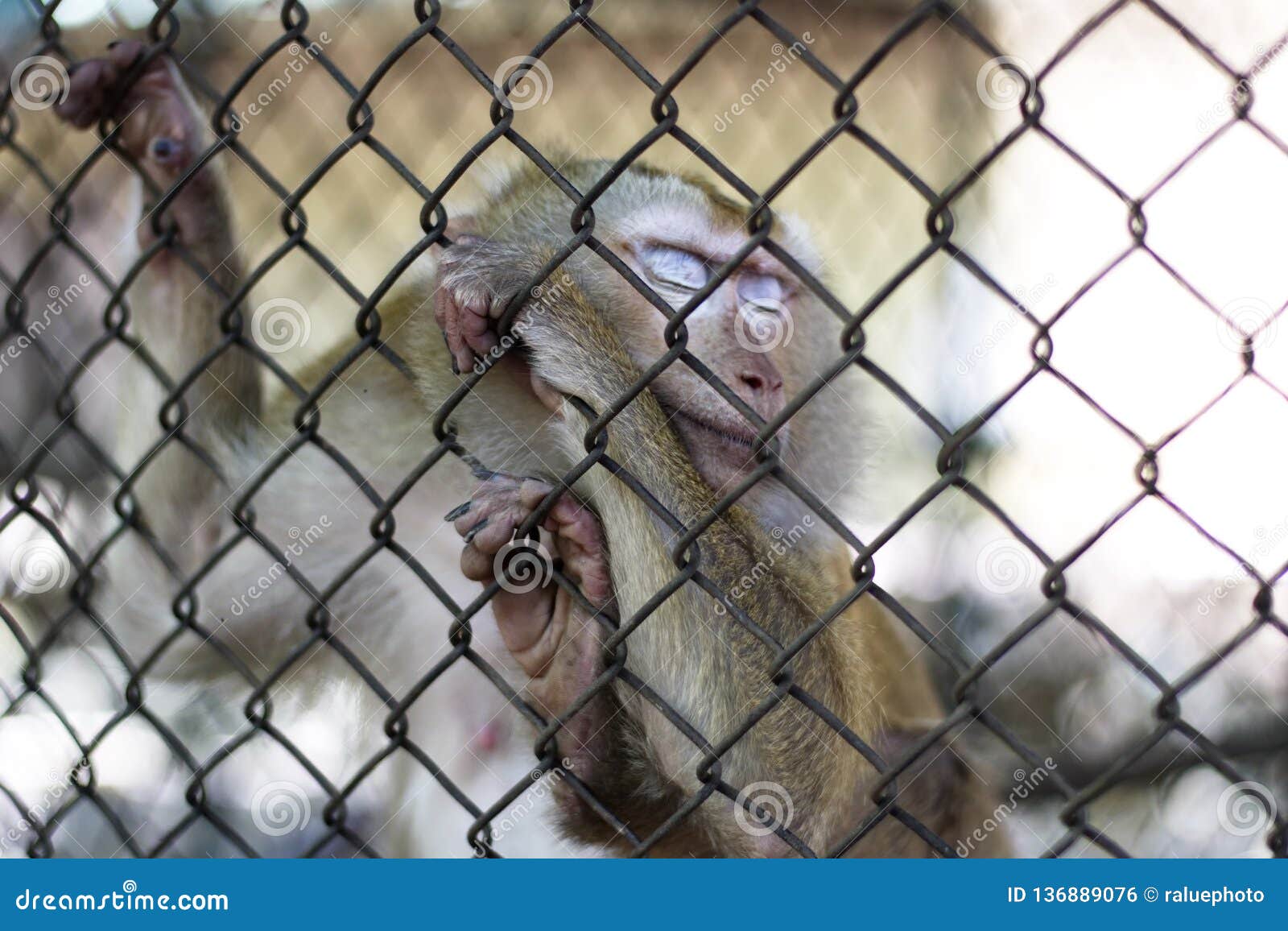 The Monkey that is Locked in the Cage Stock Photo Image of freedom