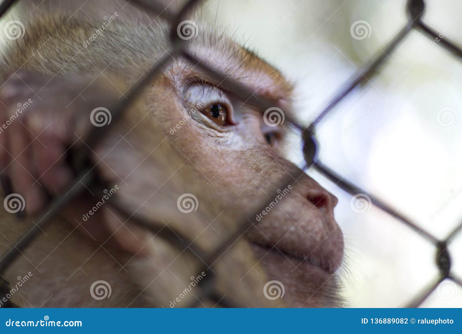The Monkey that is Locked in the Cage Stock Photo Image of metal