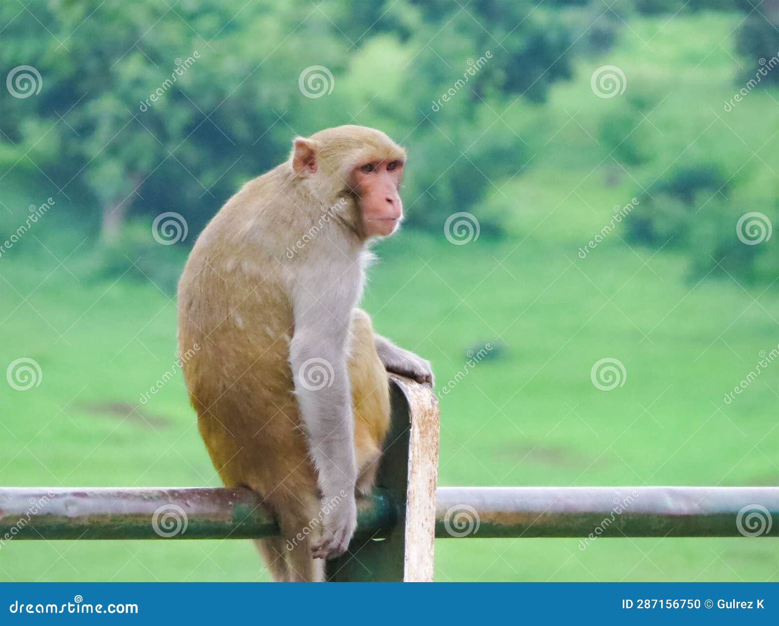 monkey looking behind